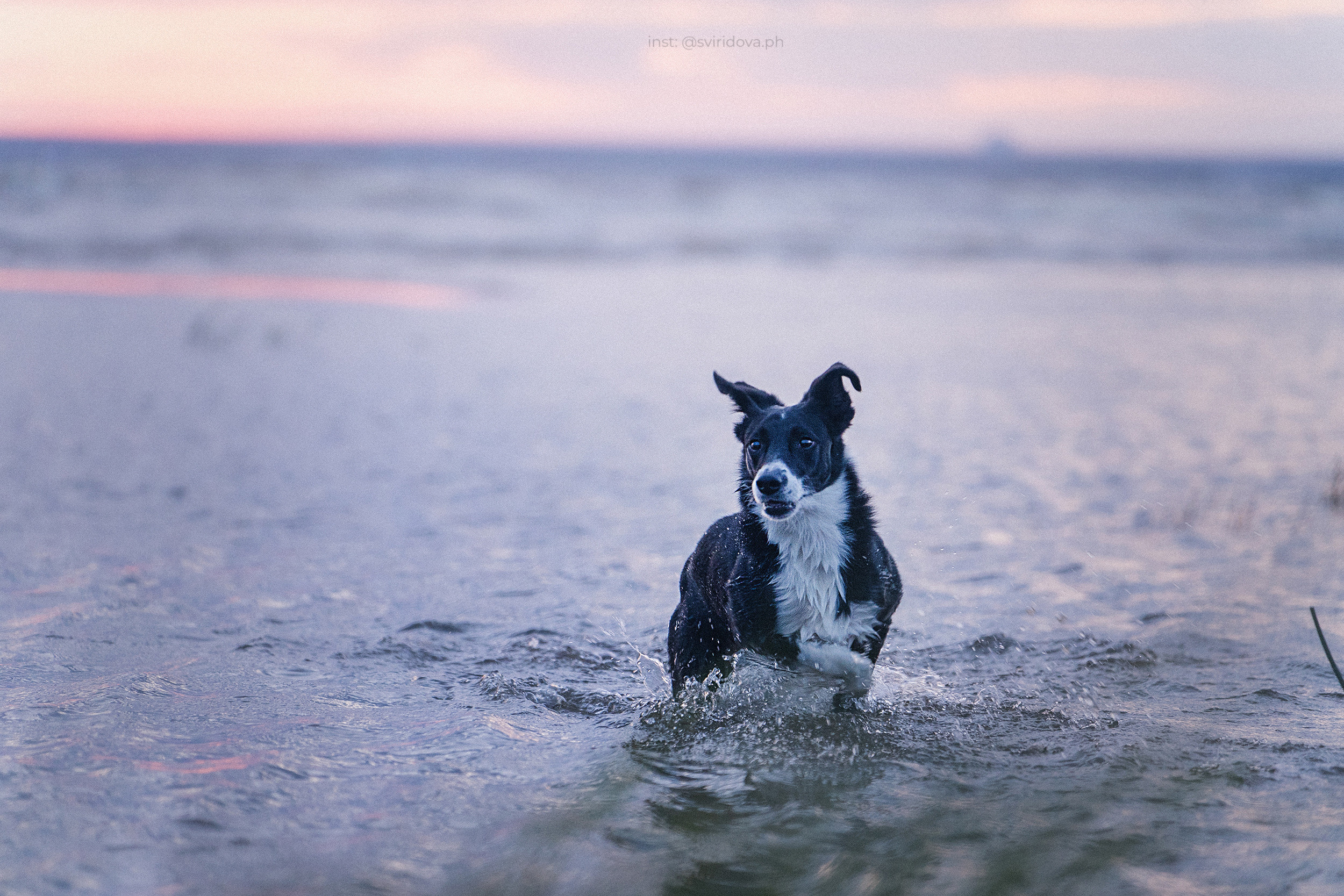 Янки, Румпель, Лось, Токи, Мако. Фотограф анималист в Москве и Санкт-Петербурге Свиридова Анна