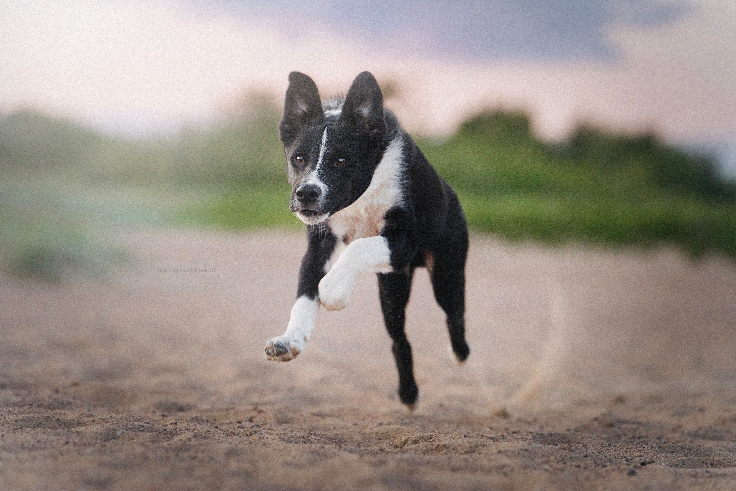 Янки, Румпель, Лось, Токи, Мако. Фотограф анималист в Москве и Санкт-Петербурге Свиридова Анна