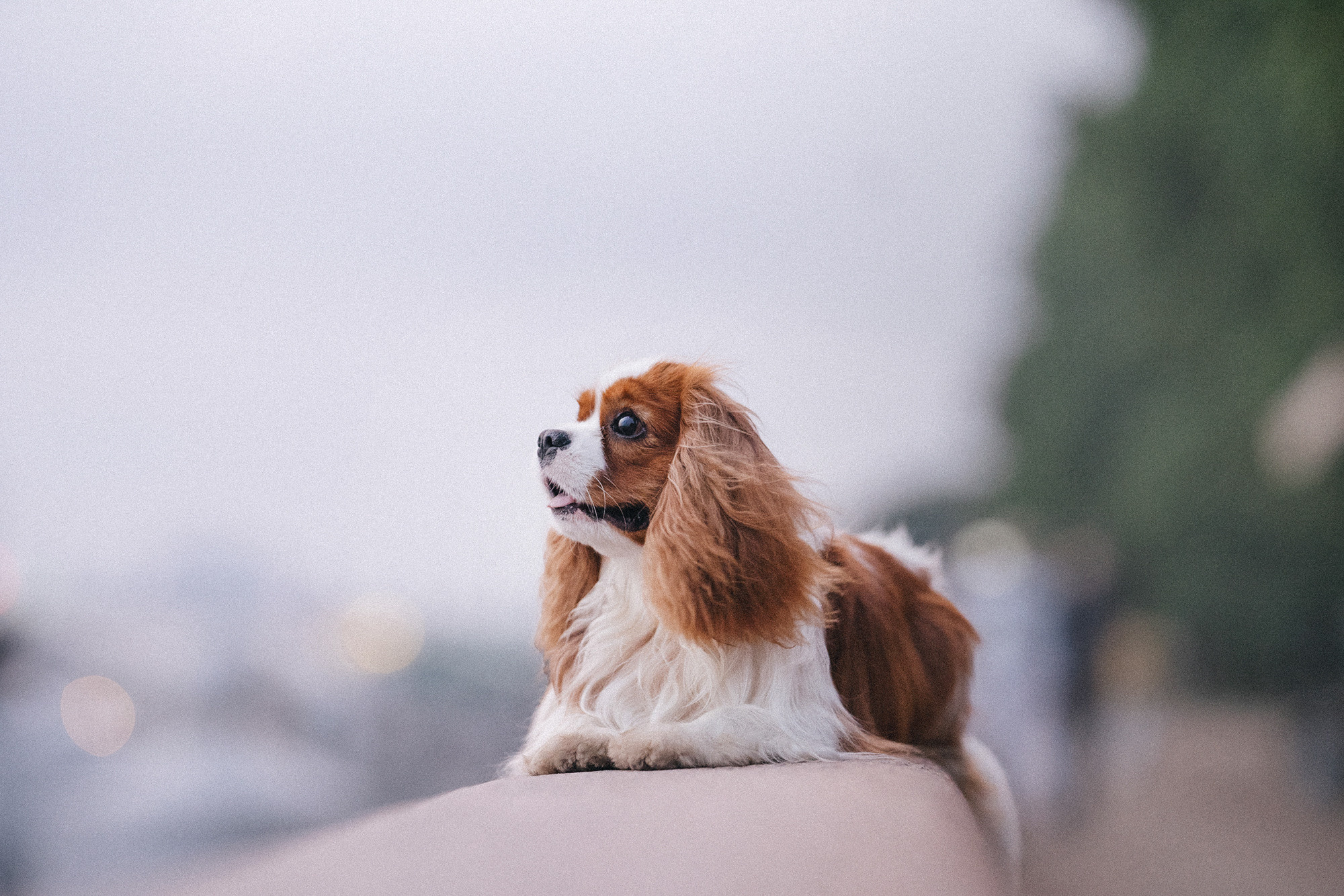 Таня и Лео. Фотограф анималист в Москве и Санкт-Петербурге Свиридова Анна