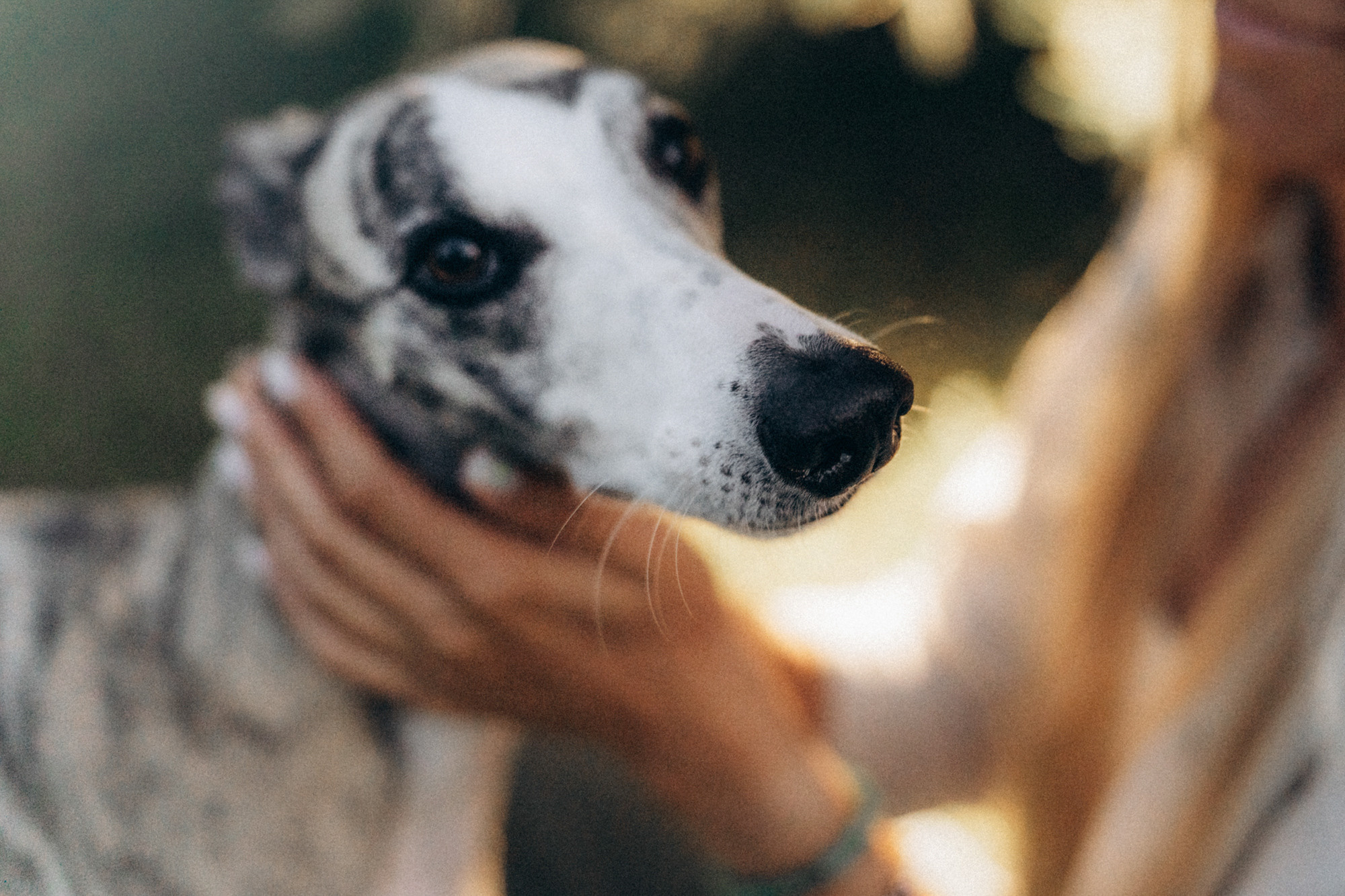 Аня и Джованни. Фотограф анималист в Москве и Санкт-Петербурге Свиридова Анна