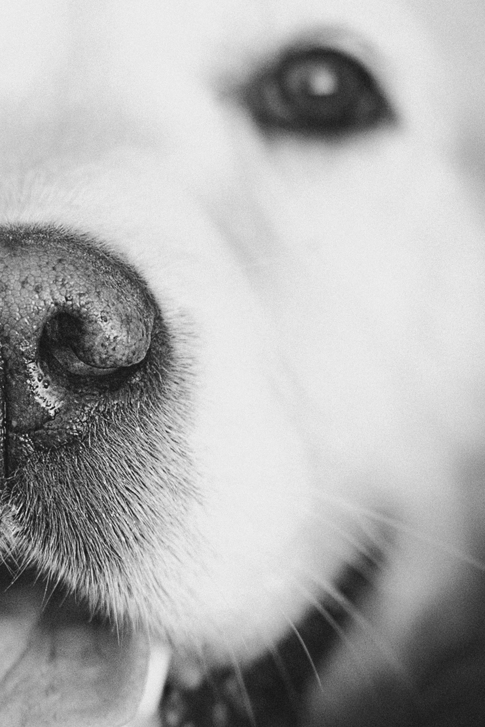 Настя и Арчи. Фотограф анималист в Москве и Санкт-Петербурге Свиридова Анна