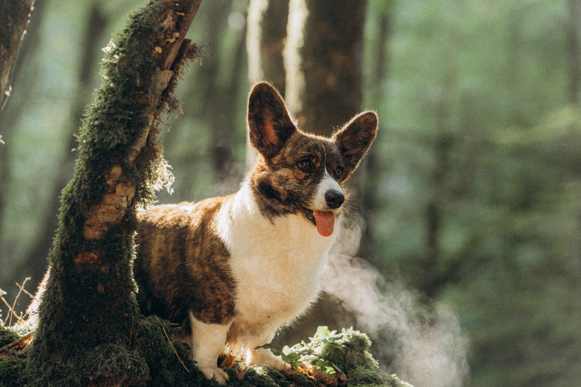 Влада и Коржики. Фотограф анималист в Москве и Санкт-Петербурге Свиридова Анна