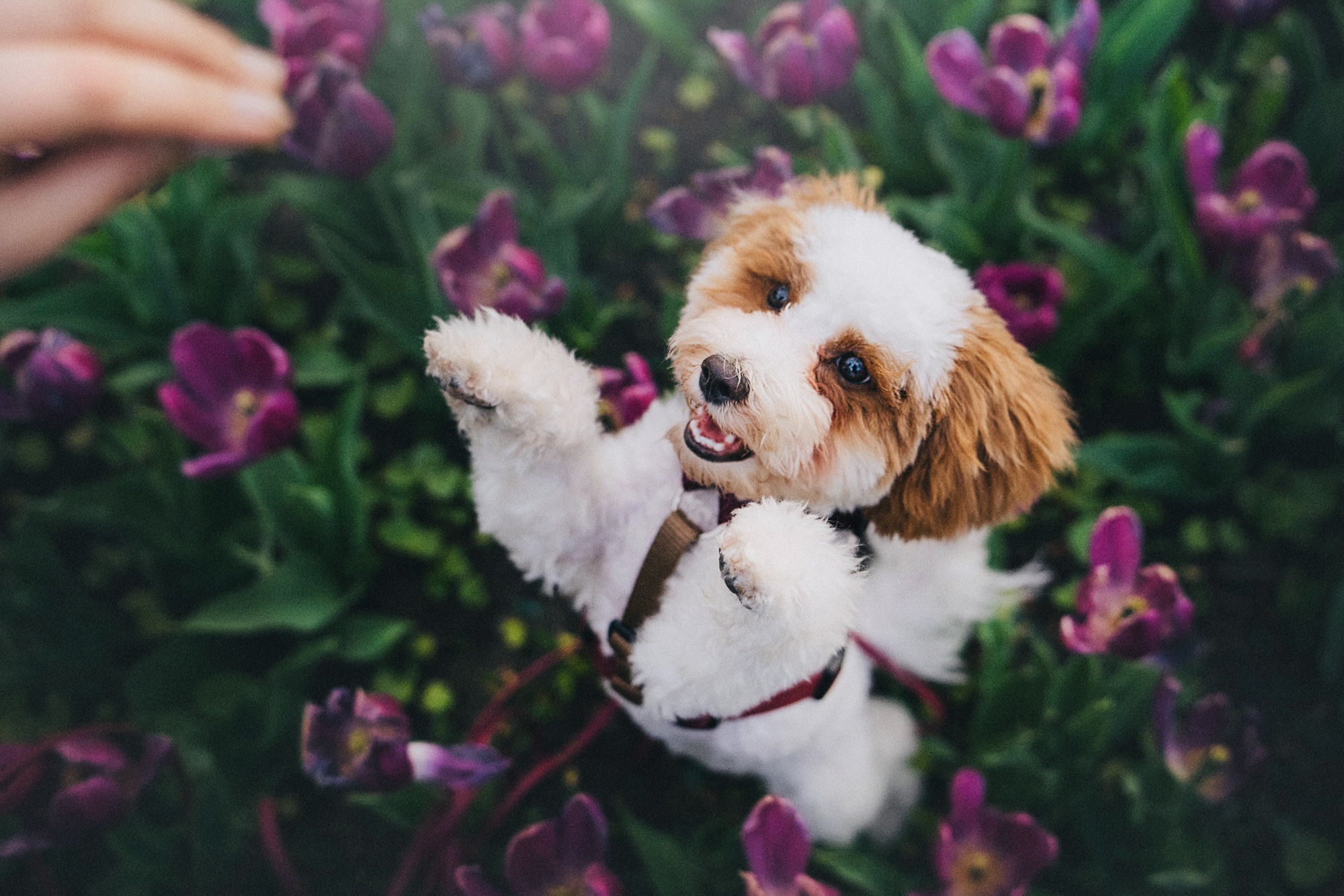 Амина, Андрей и Умка. Фотограф анималист в Москве и Санкт-Петербурге Свиридова Анна