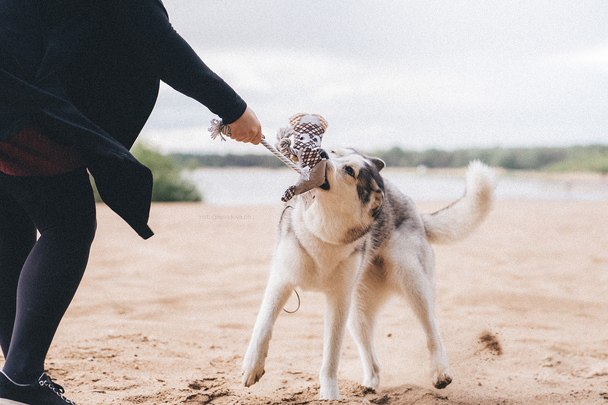 Катя, Илья, Лагерта. Фотограф анималист в Москве и Санкт-Петербурге Свиридова Анна
