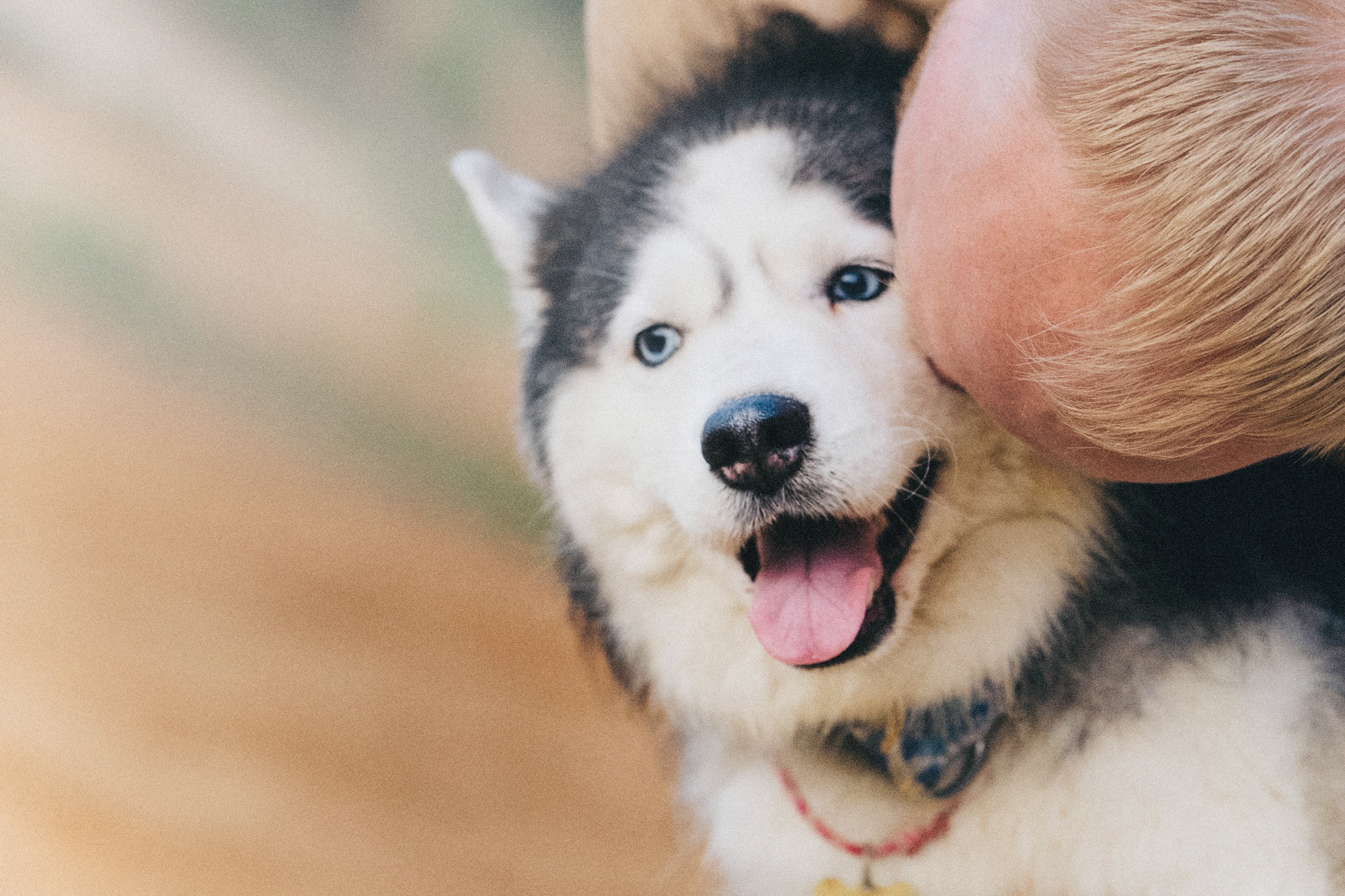 Аня, Игорь, Аусь и Хась. Фотограф анималист в Москве и Санкт-Петербурге Свиридова Анна