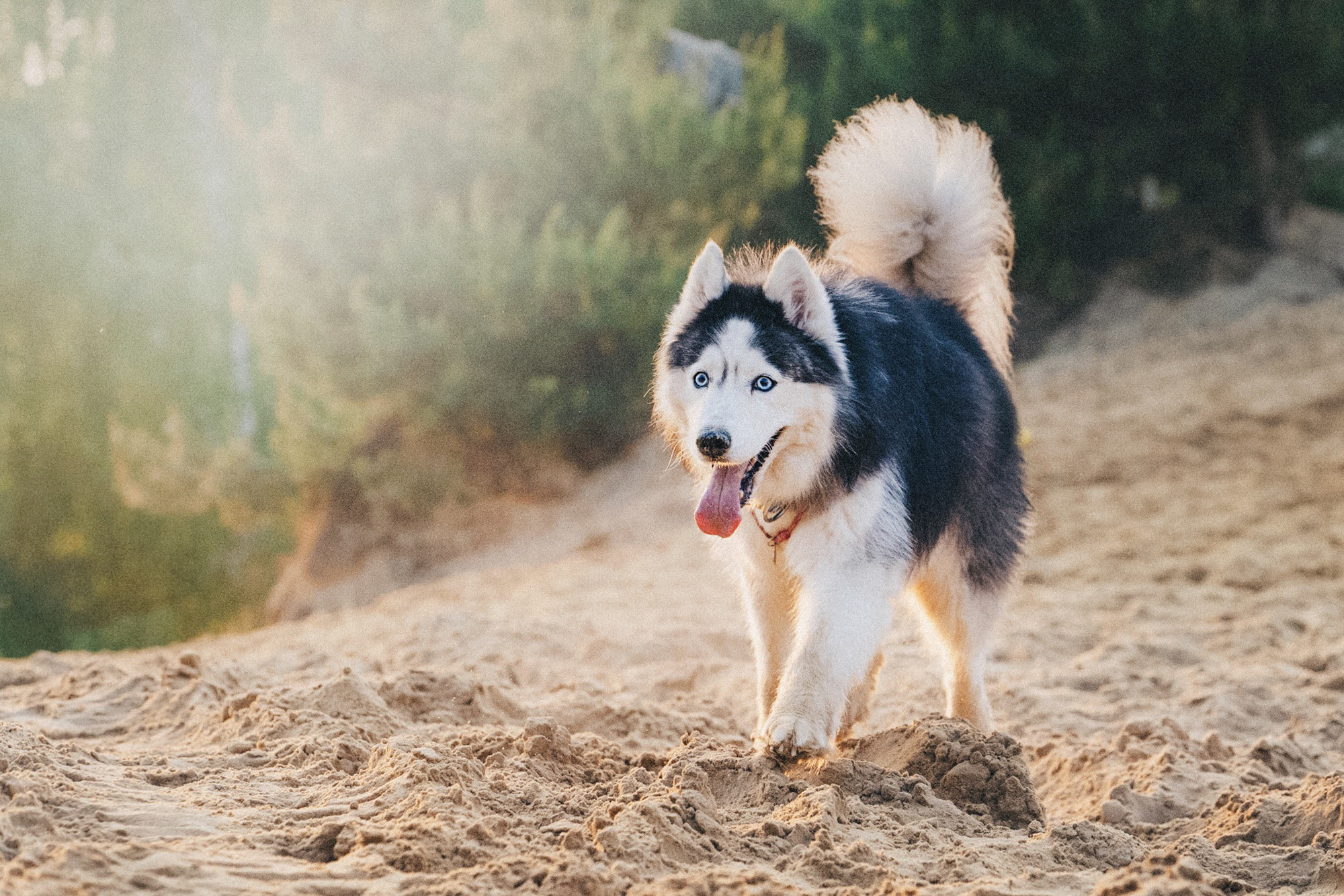 Аня, Игорь, Аусь и Хась. Фотограф анималист в Москве и Санкт-Петербурге Свиридова Анна