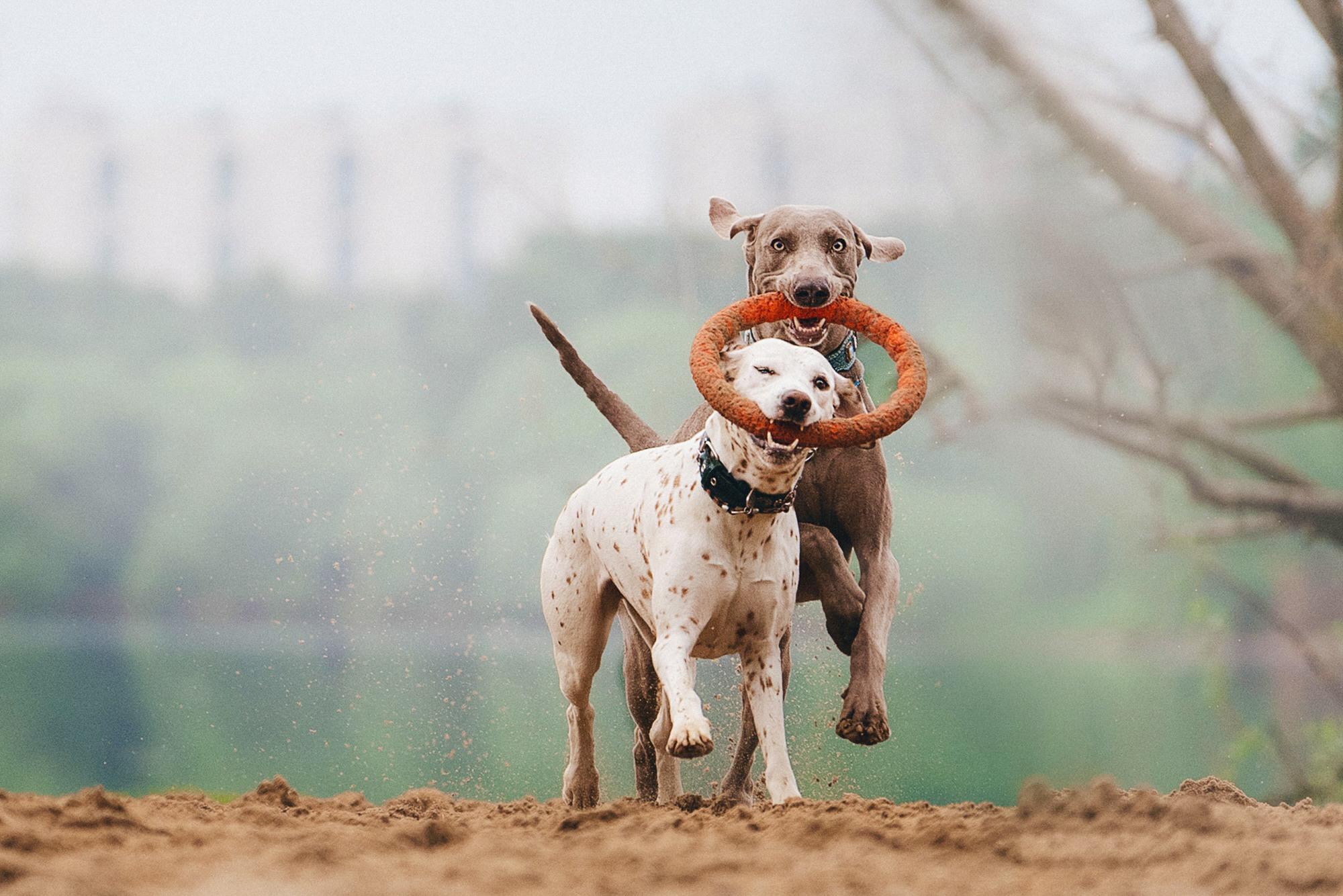 Полина, Борис, Луна и Эль. Фотограф анималист в Москве и Санкт-Петербурге Свиридова Анна