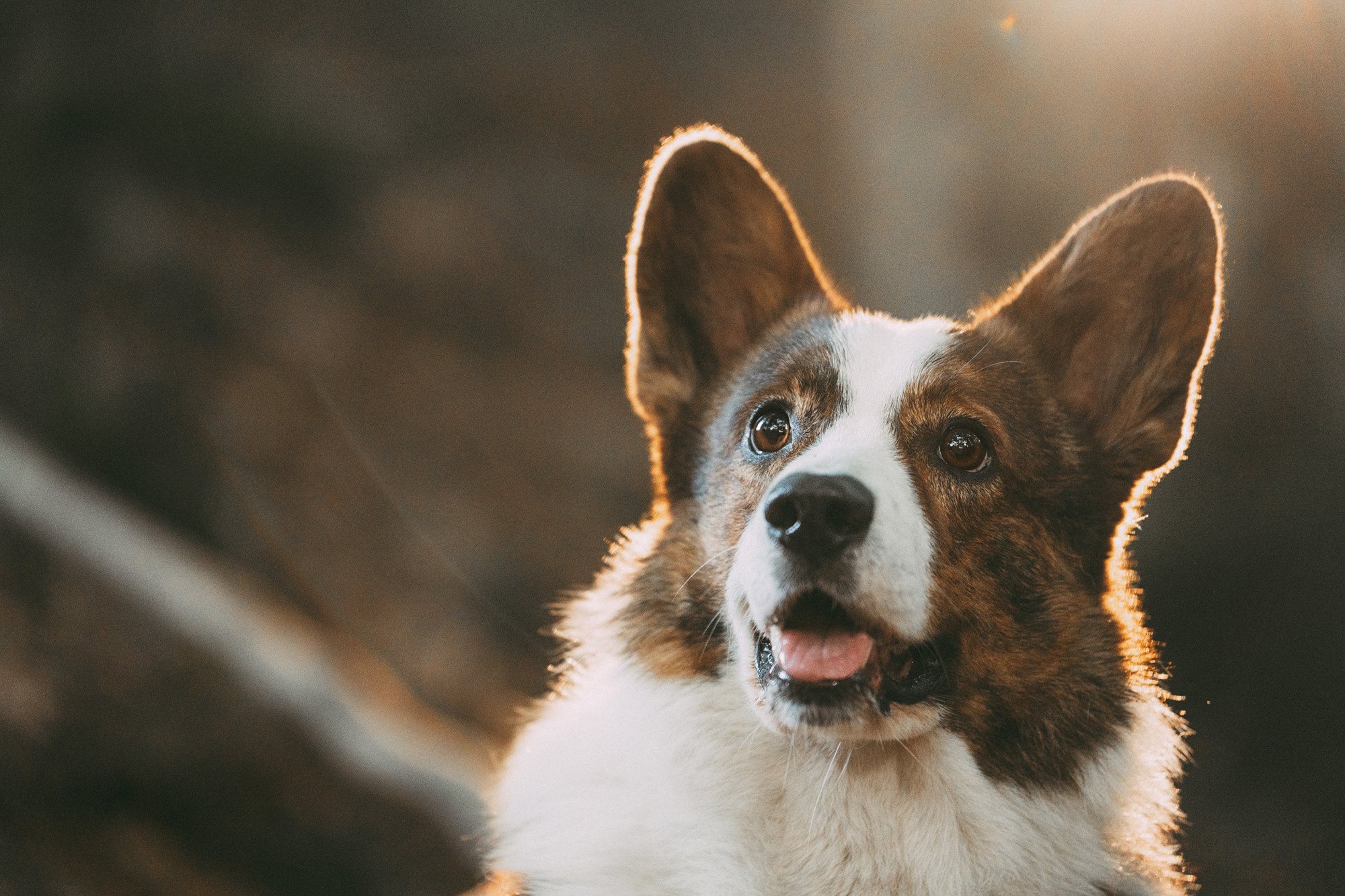 Влада и Коржики. Фотограф анималист в Москве и Санкт-Петербурге Свиридова Анна