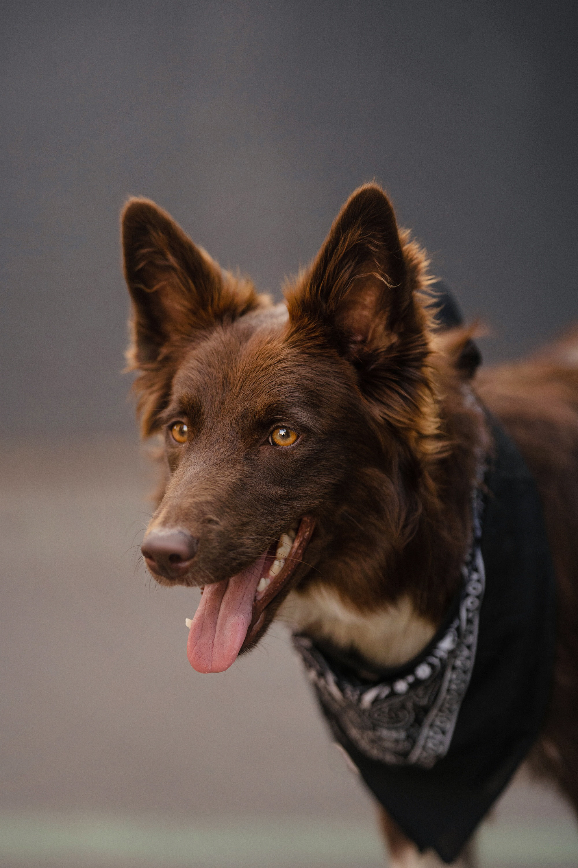 Аня и Брук. Фотограф анималист в Москве и Санкт-Петербурге Свиридова Анна