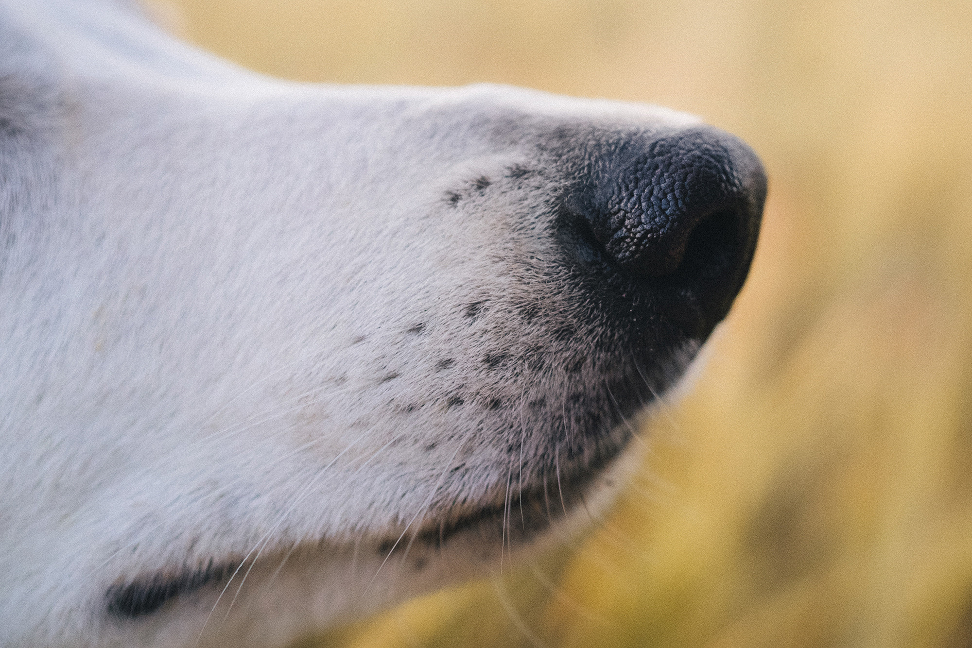 Лиза и Юста. Фотограф анималист в Москве и Санкт-Петербурге Свиридова Анна