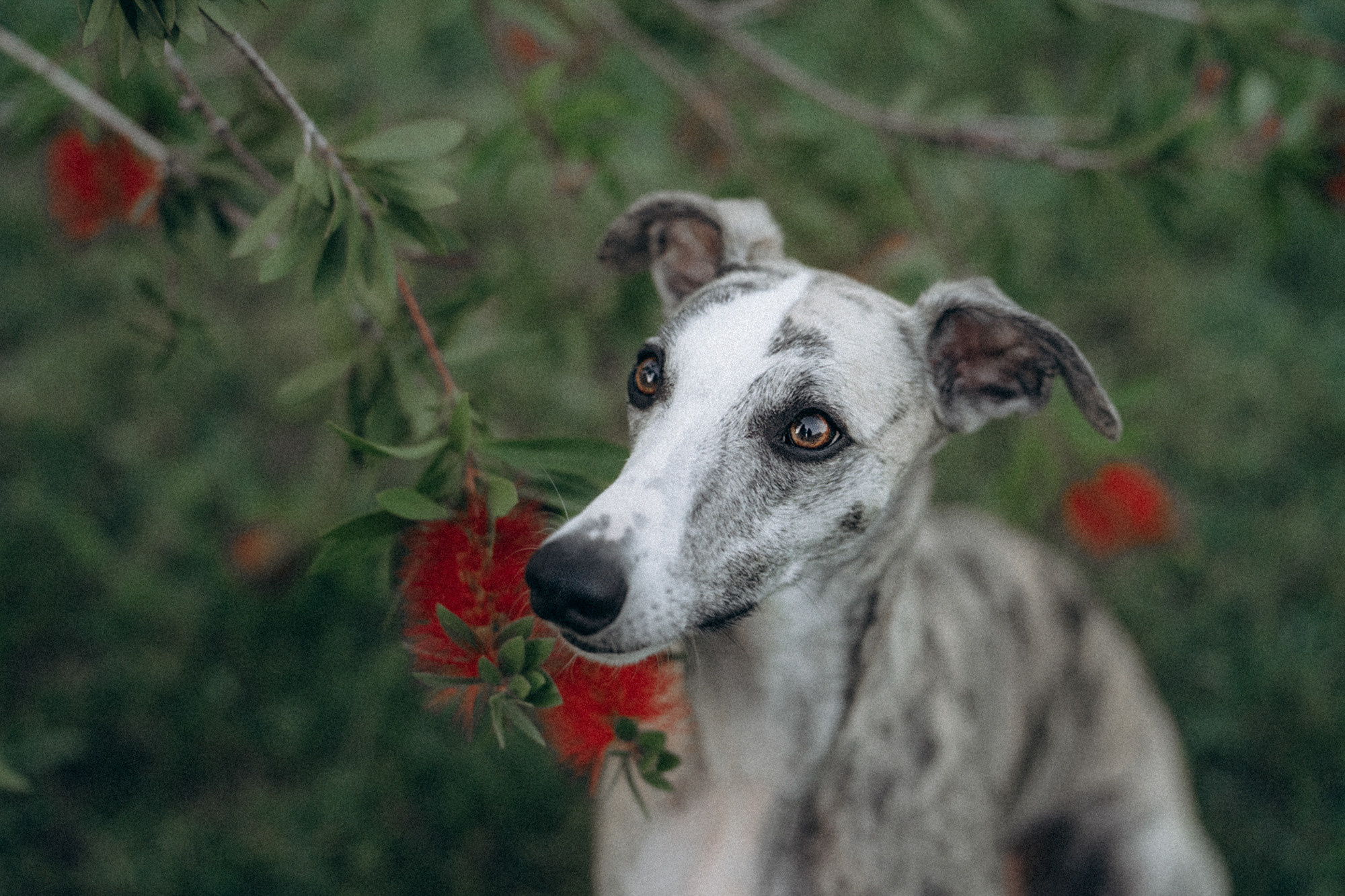 Аня и Джованни. Фотограф анималист в Москве и Санкт-Петербурге Свиридова Анна