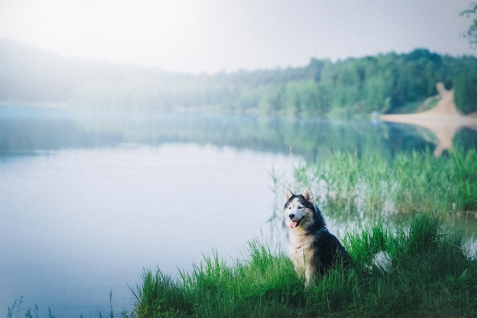 Аня, Игорь, Аусь и Хась. Фотограф анималист в Москве и Санкт-Петербурге Свиридова Анна