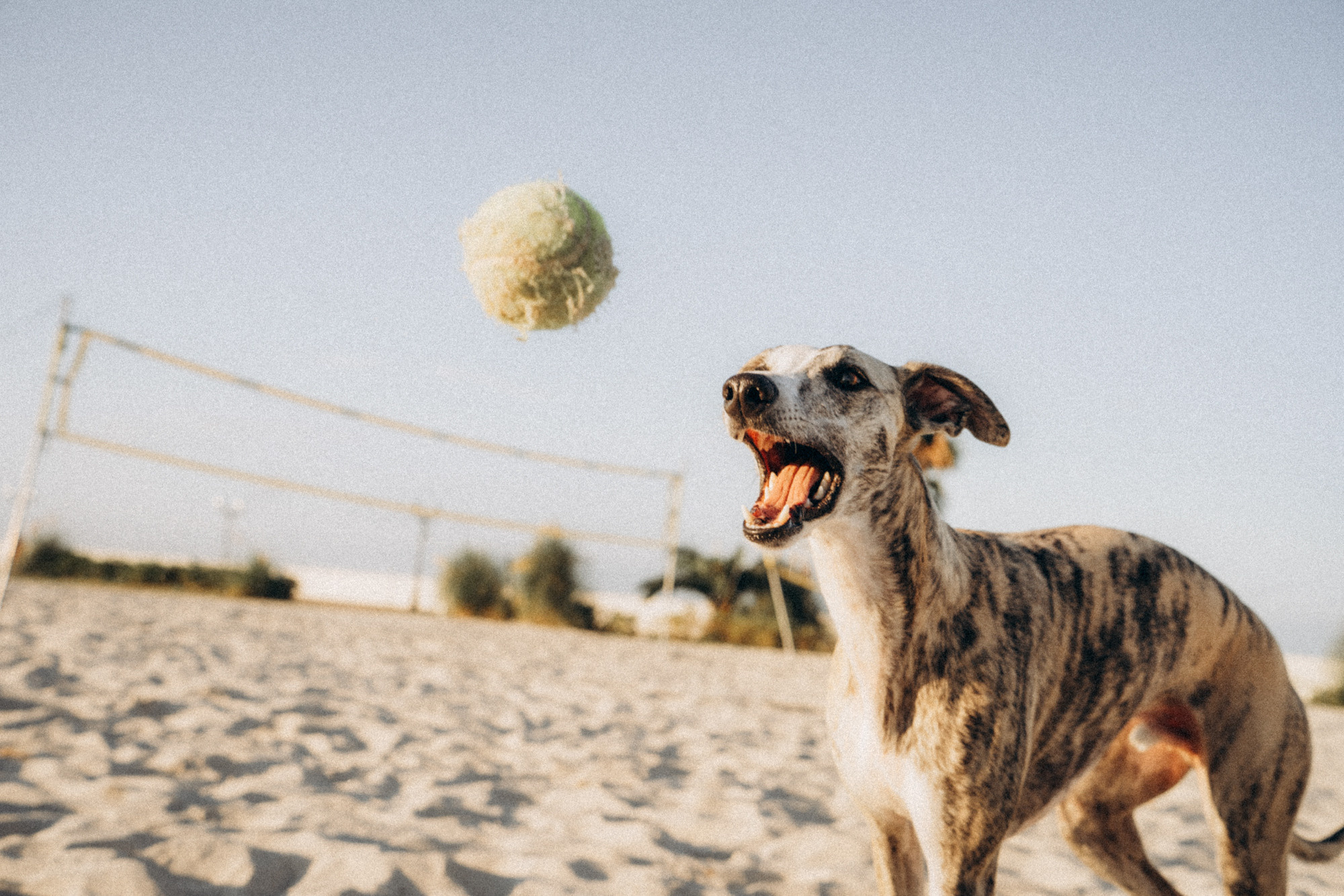 Аня и Джованни. Фотограф анималист в Москве и Санкт-Петербурге Свиридова Анна