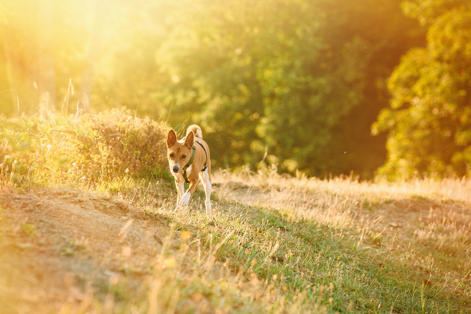 Арина и Рики. Фотограф анималист в Москве и Санкт-Петербурге Свиридова Анна