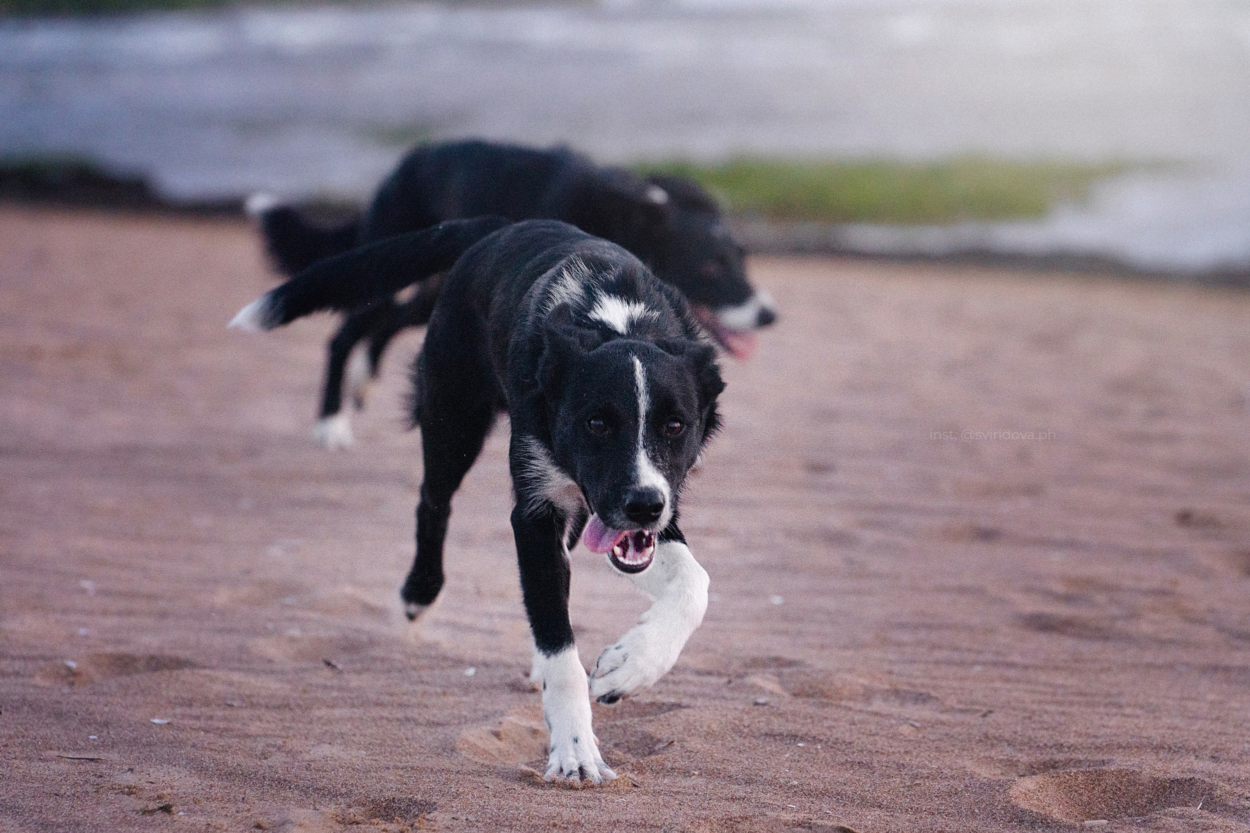 Янки, Румпель, Лось, Токи, Мако. Фотограф анималист в Москве и Санкт-Петербурге Свиридова Анна