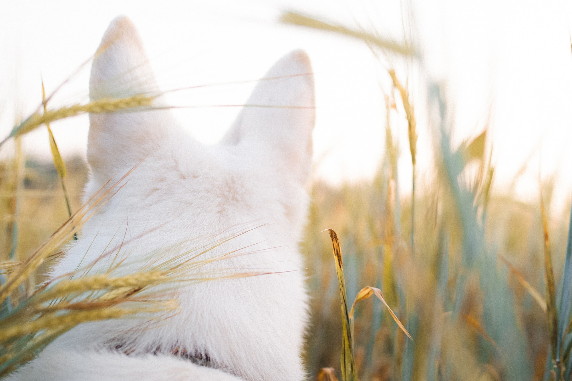Лиза и Юста. Фотограф анималист в Москве и Санкт-Петербурге Свиридова Анна