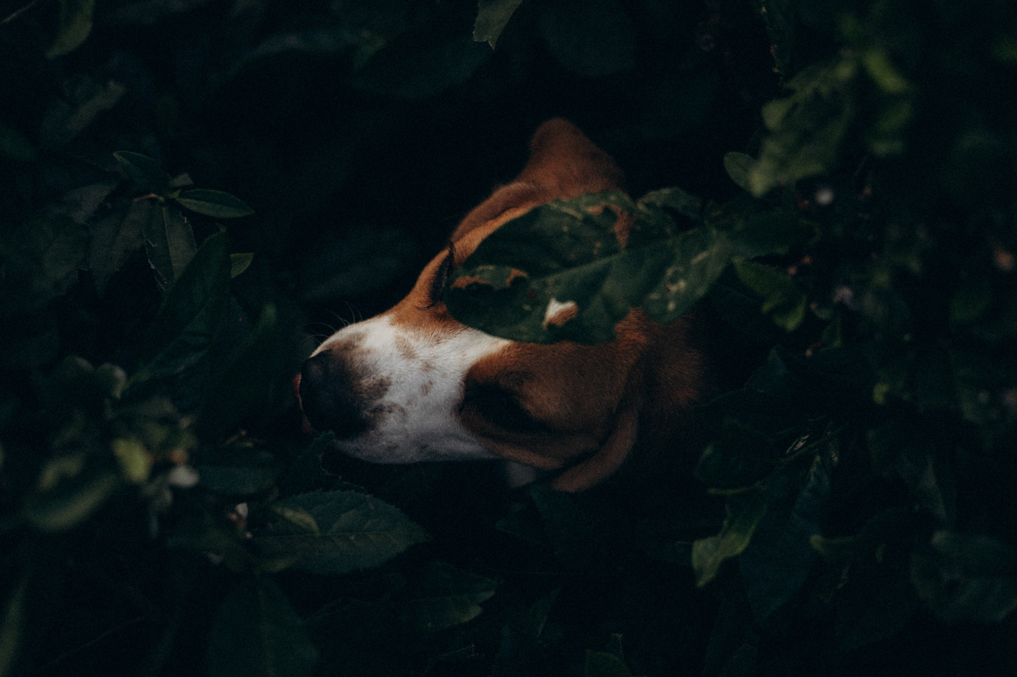 Женя и Мира. Фотограф анималист в Москве и Санкт-Петербурге Свиридова Анна