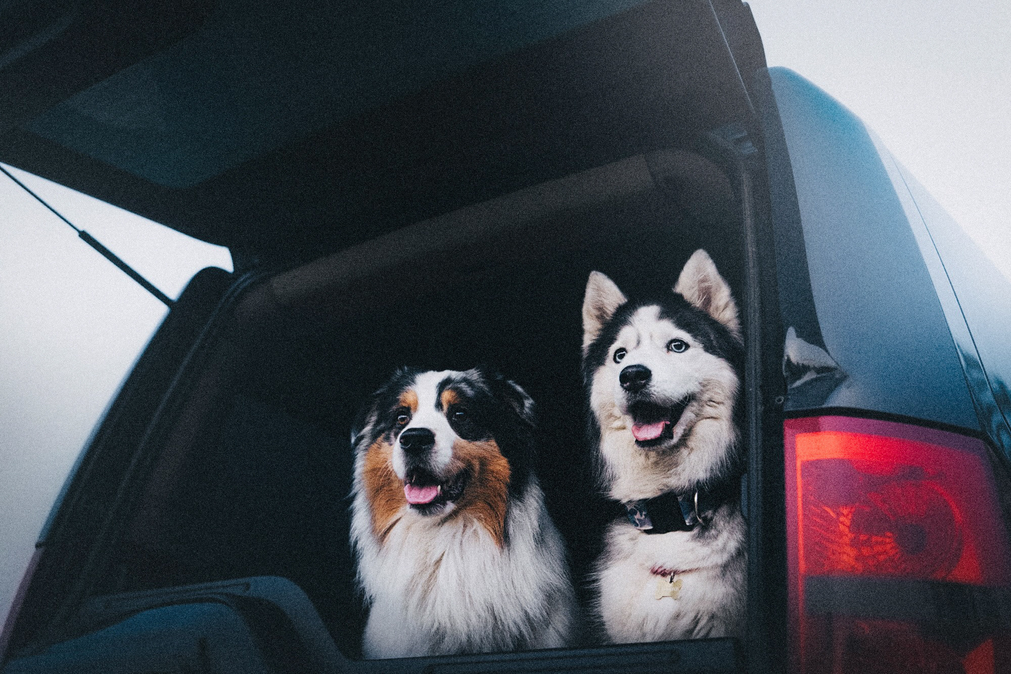 Аня, Игорь, Аусь и Хась. Фотограф анималист в Москве и Санкт-Петербурге Свиридова Анна