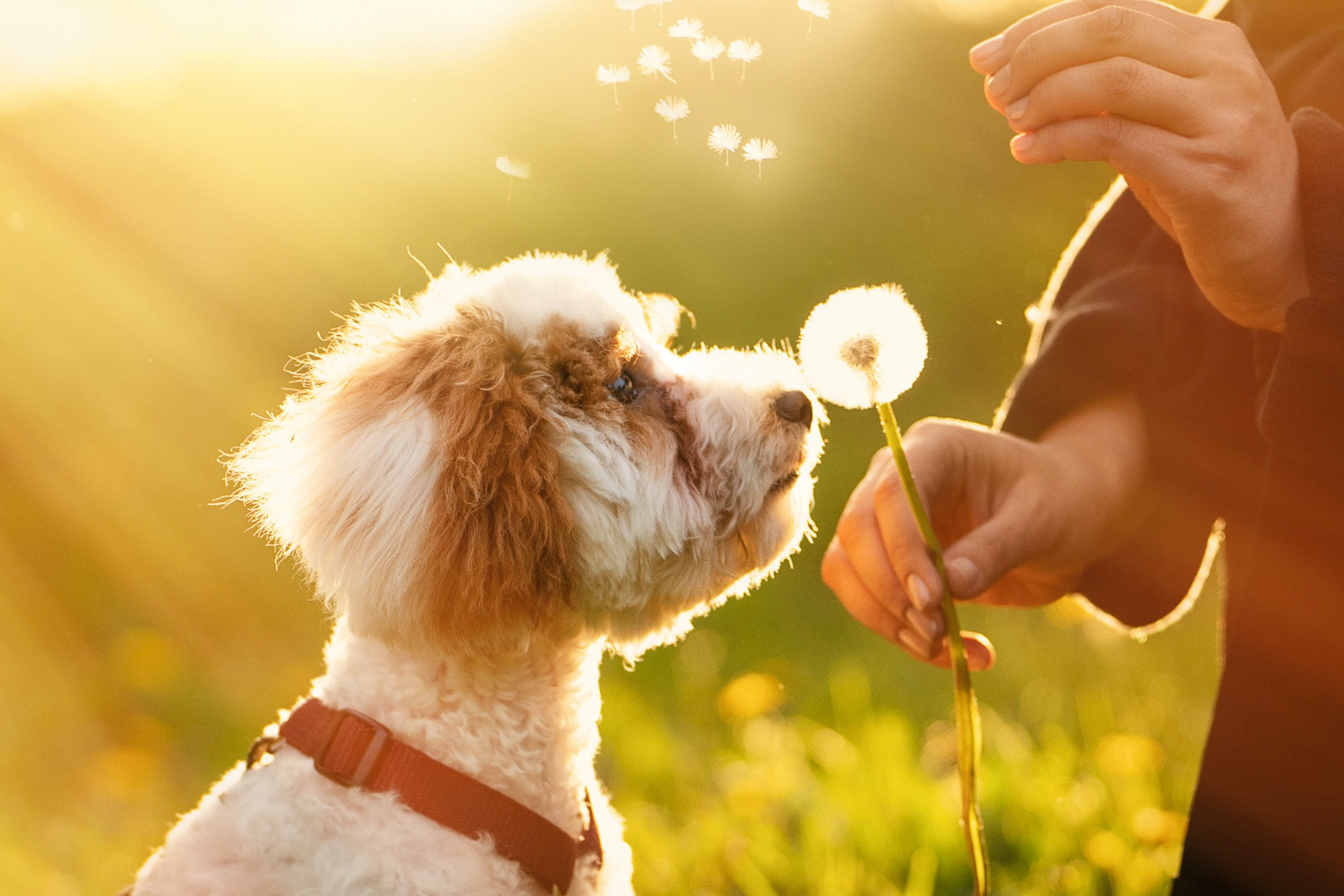 Амина, Андрей и Умка. Фотограф анималист в Москве и Санкт-Петербурге Свиридова Анна