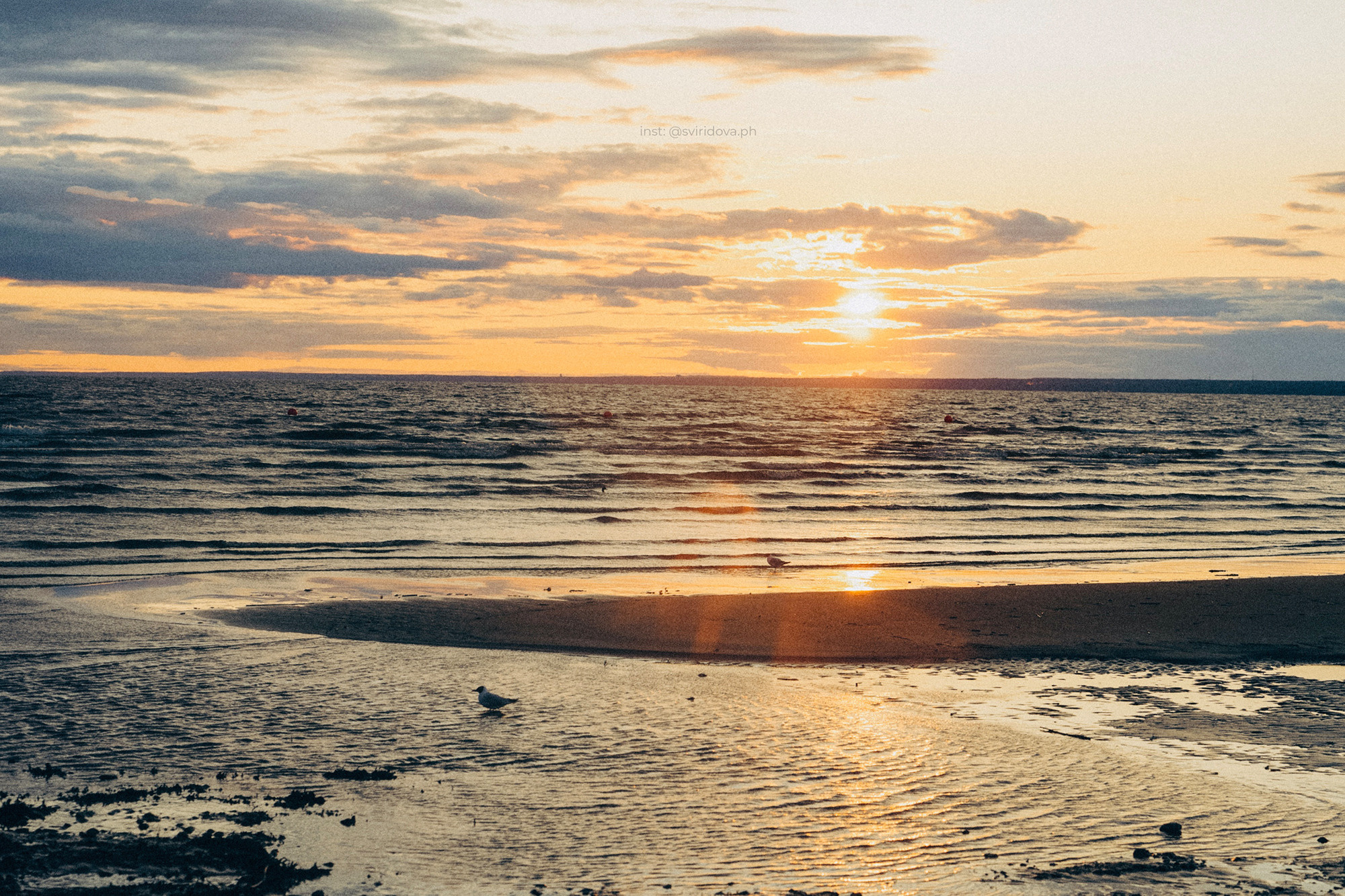 Катя, Илья, Лагерта. Фотограф анималист в Москве и Санкт-Петербурге Свиридова Анна