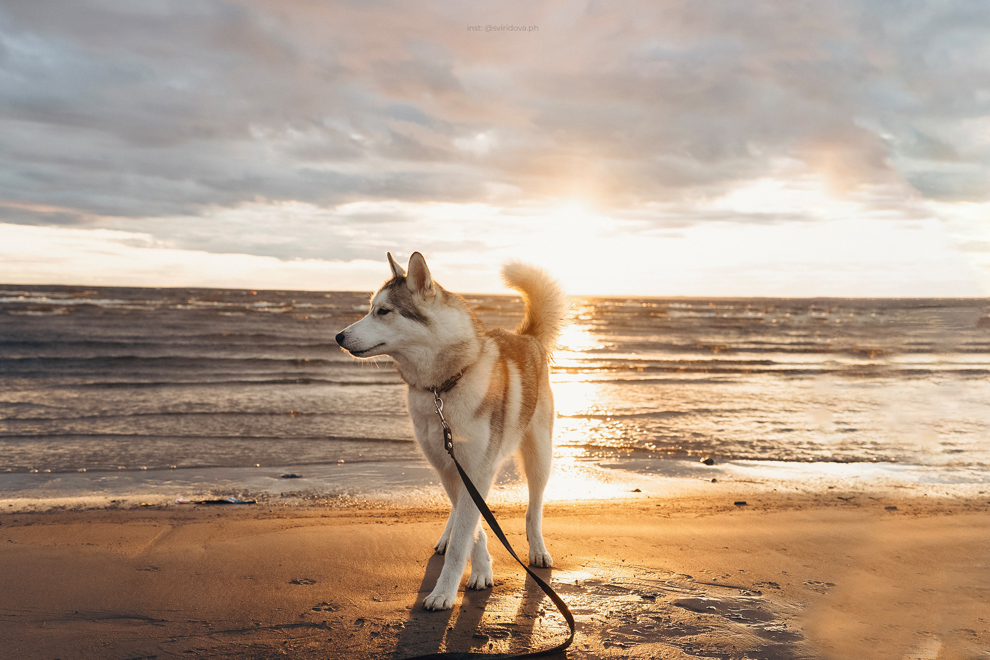 Катя, Илья, Лагерта. Фотограф анималист в Москве и Санкт-Петербурге Свиридова Анна