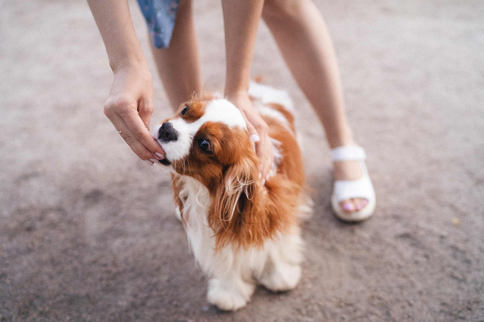 Таня и Лео. Фотограф анималист в Москве и Санкт-Петербурге Свиридова Анна