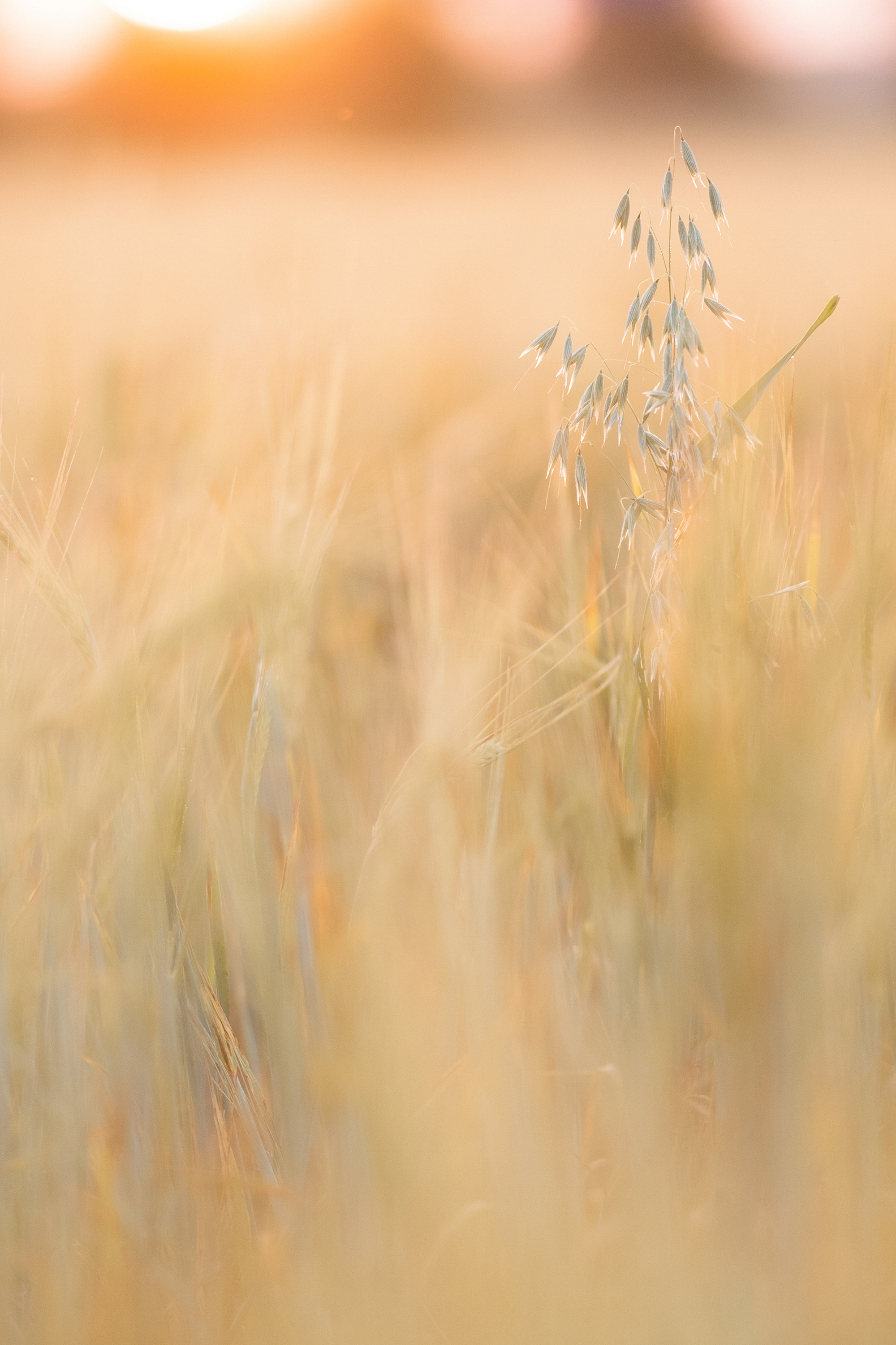 Лиза и Юста. Фотограф анималист в Москве и Санкт-Петербурге Свиридова Анна