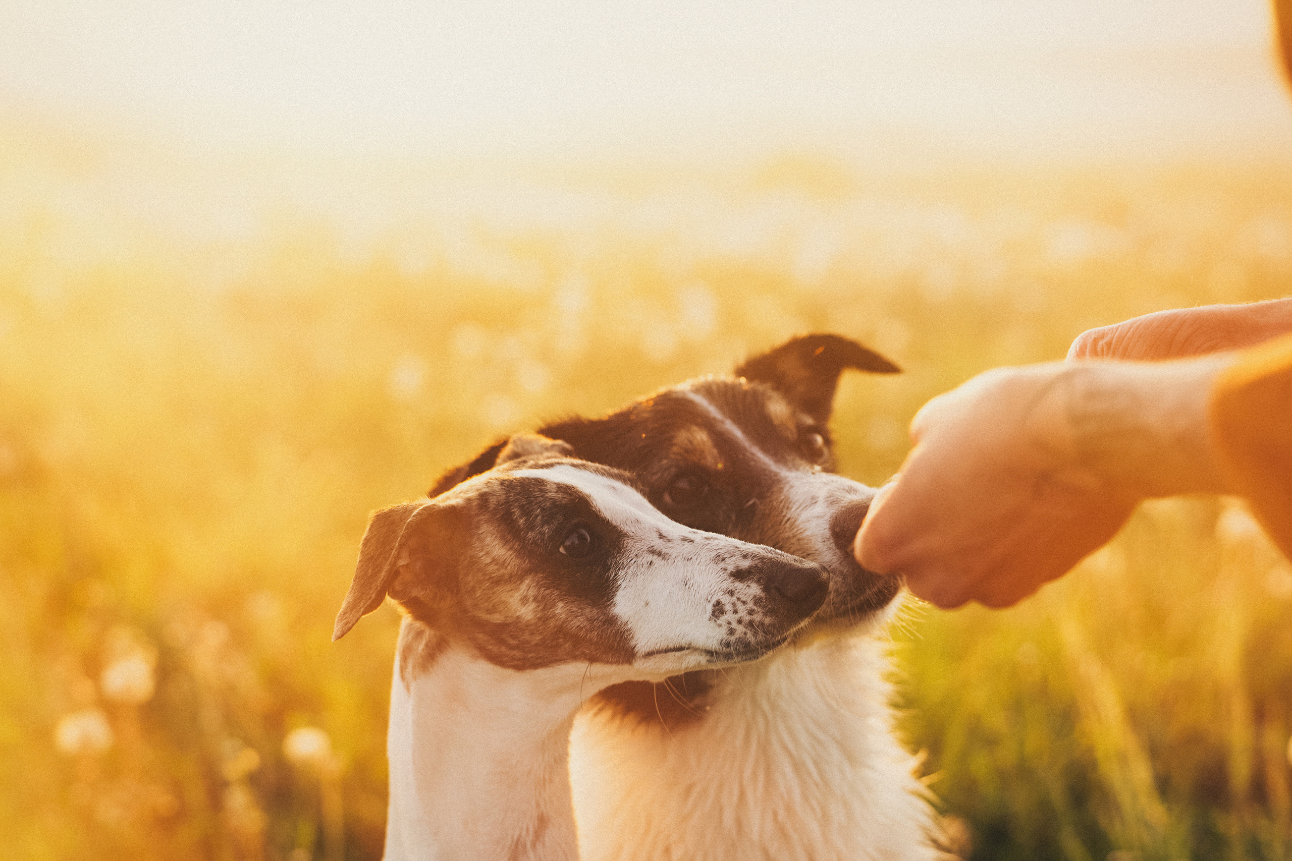 Софа, Уна и Лють. Фотограф анималист в Москве и Санкт-Петербурге Свиридова Анна