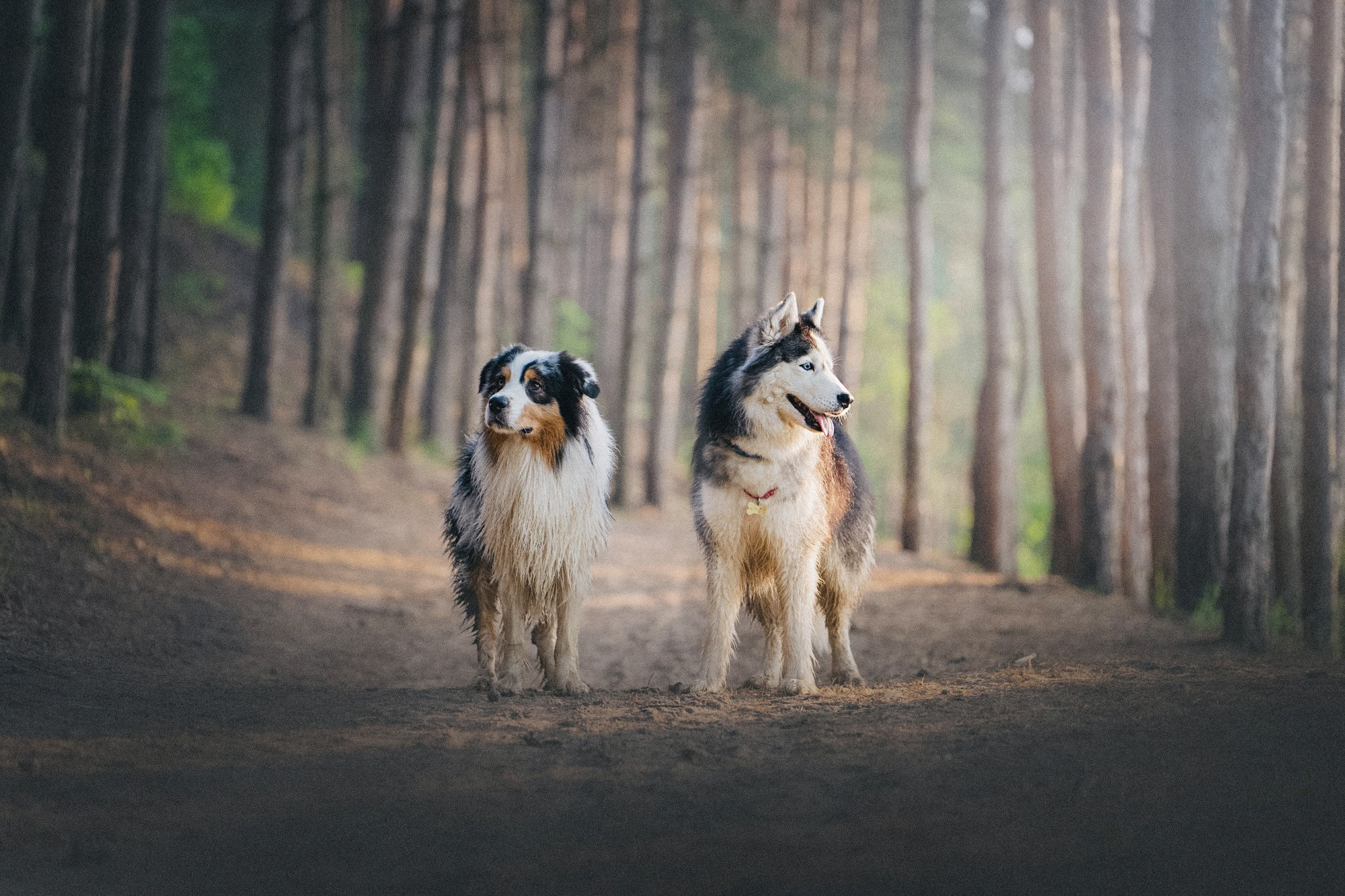 Аня, Игорь, Аусь и Хась. Фотограф анималист в Москве и Санкт-Петербурге Свиридова Анна
