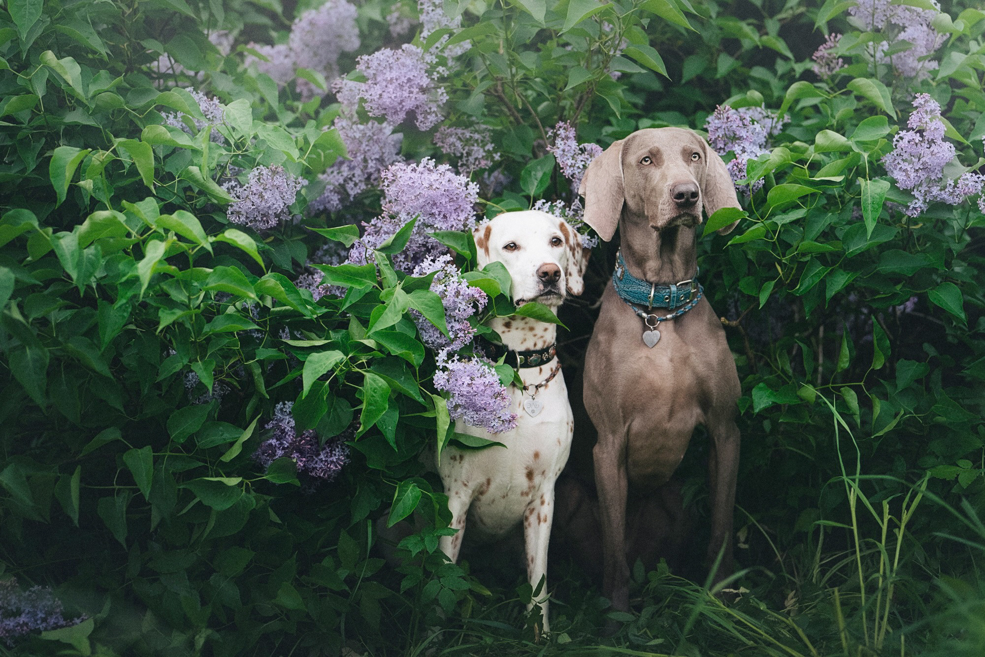 Полина, Борис, Луна и Эль. Фотограф анималист в Москве и Санкт-Петербурге Свиридова Анна