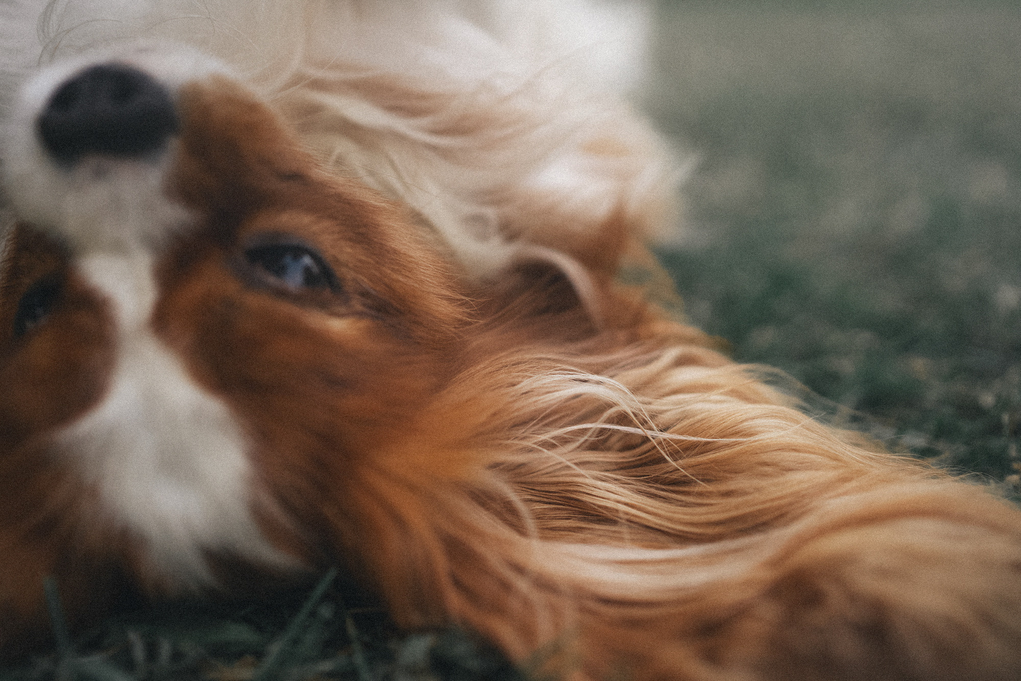 Таня и Лео. Фотограф анималист в Москве и Санкт-Петербурге Свиридова Анна