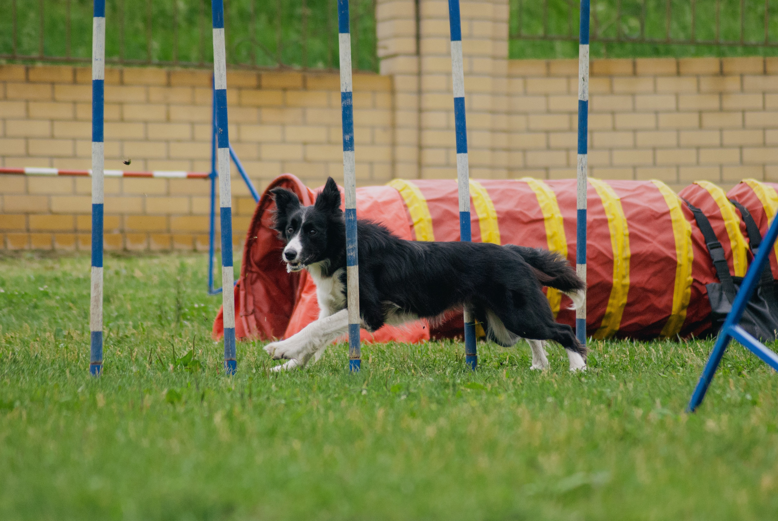 Аджилити. Фотограф в Тюмени Лизавета Сапицкая