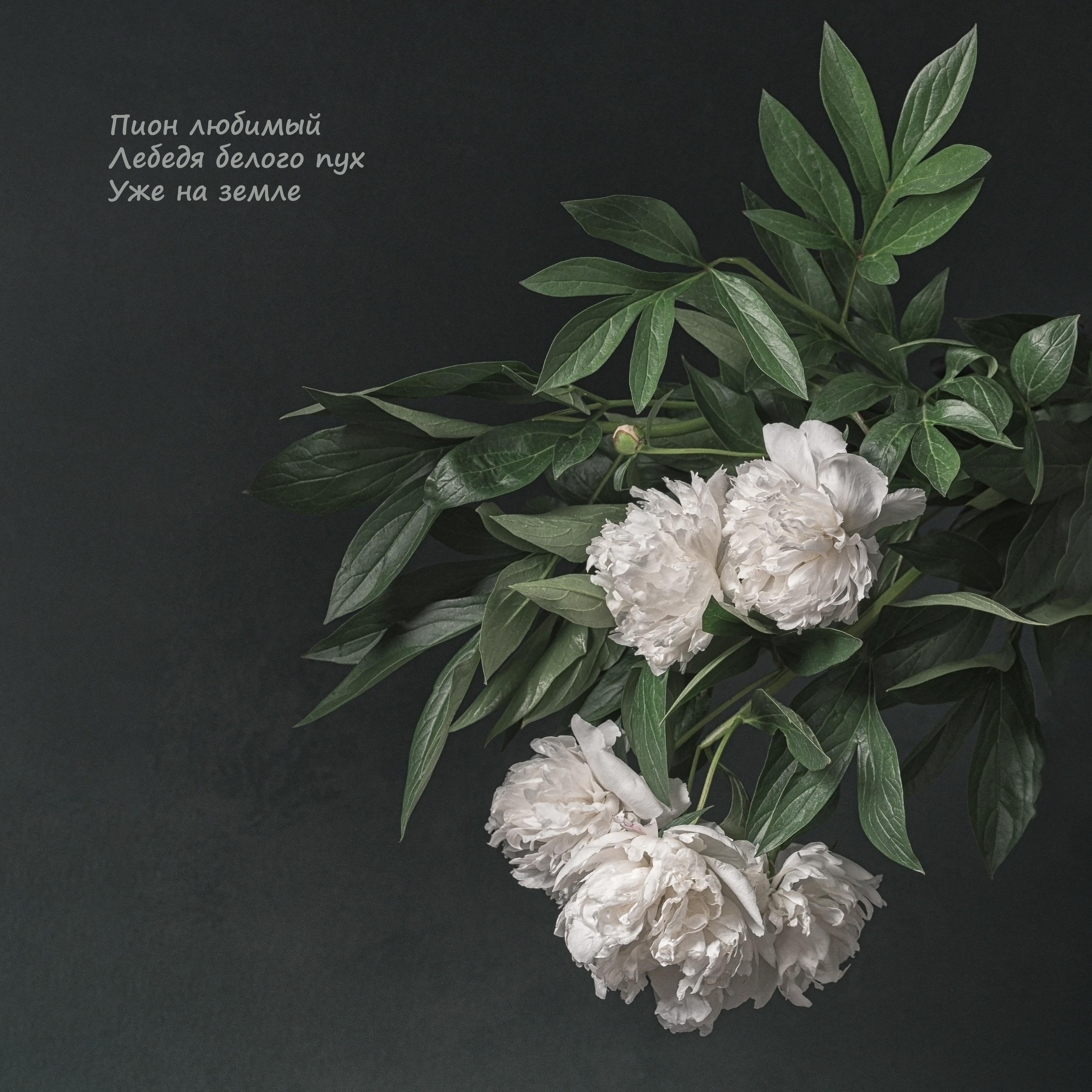 Поэзия цветов. Портретный фотограф в Челябинске Катерина Руди