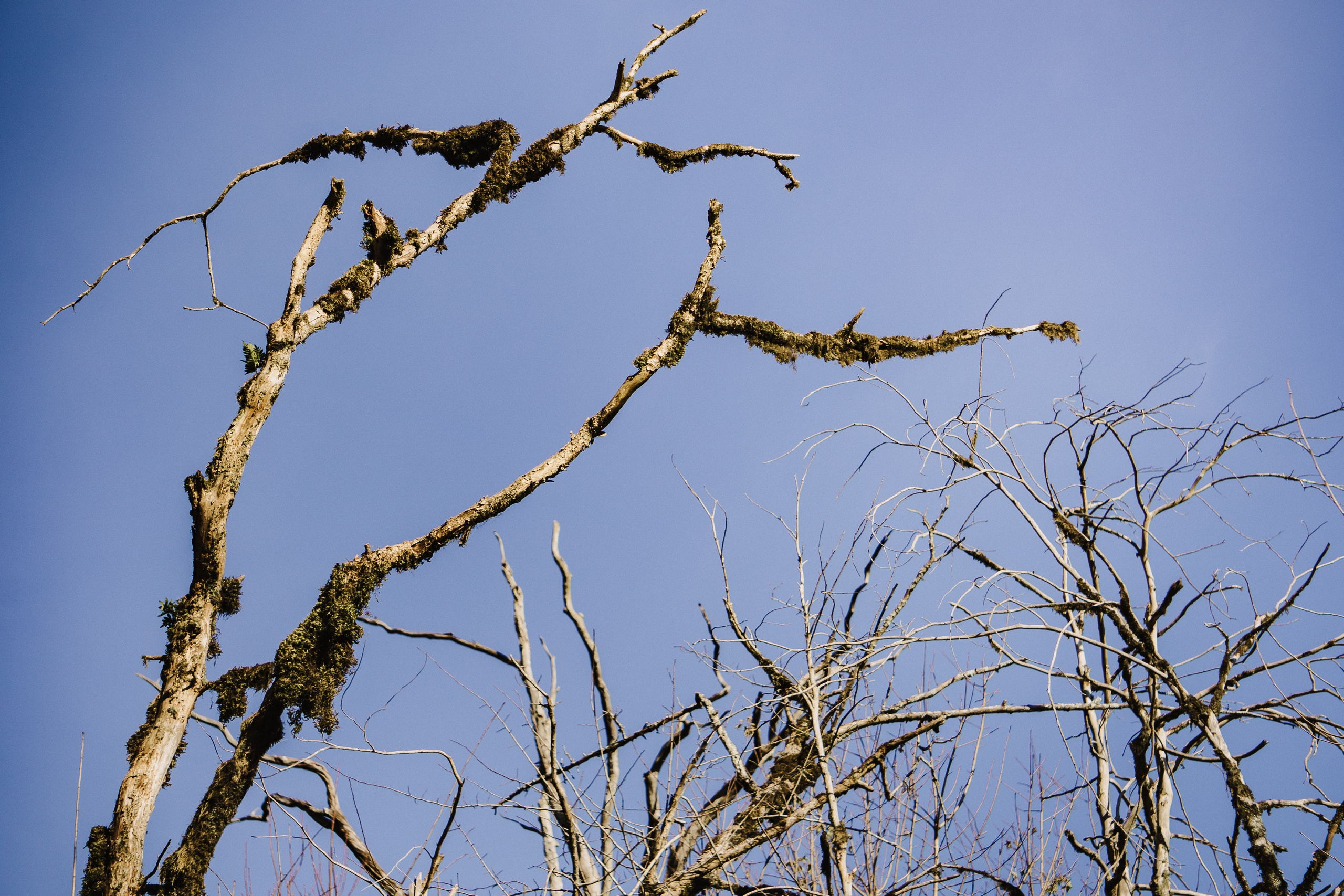 Тисо-самшитовая роща. Yaratezza production