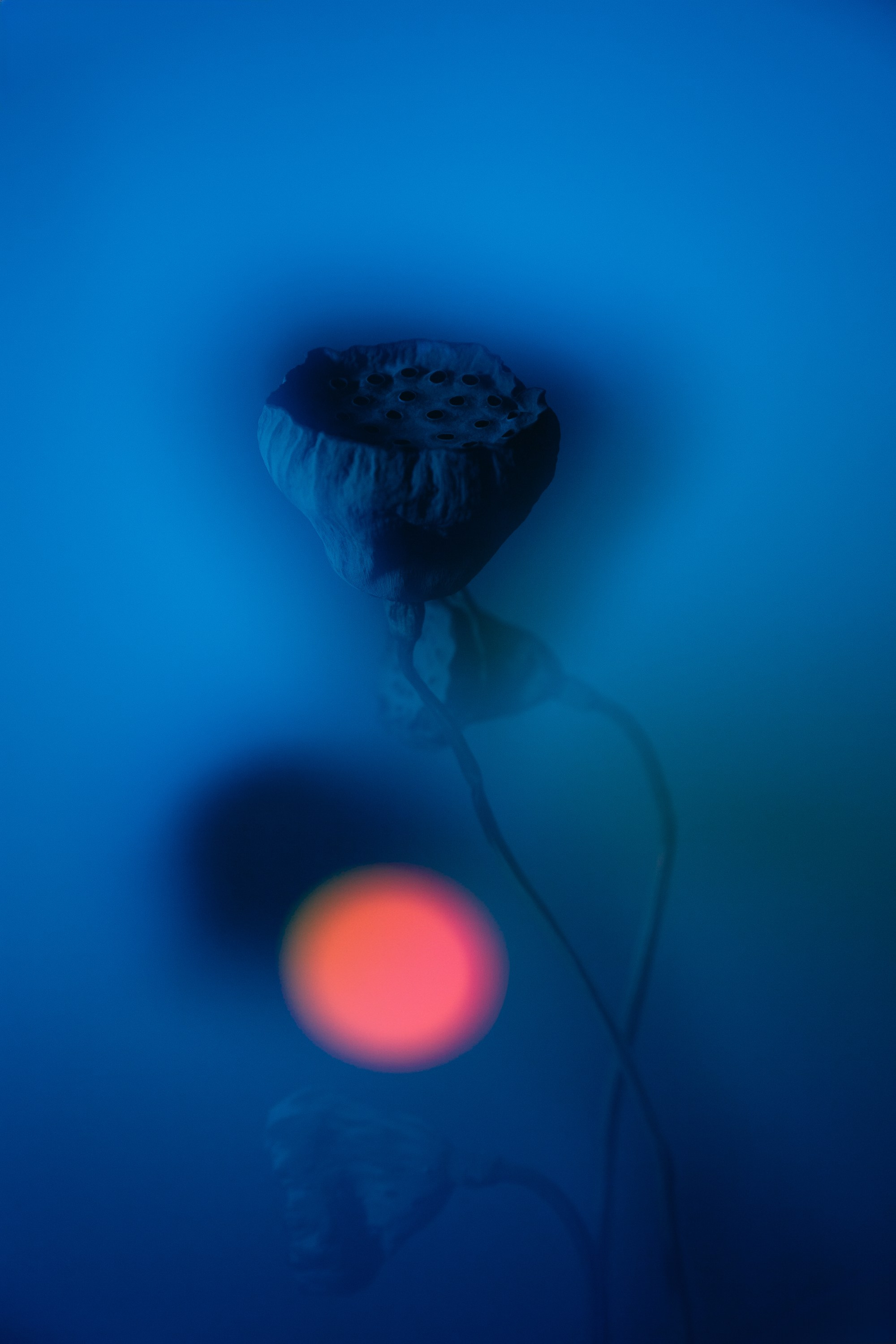 ЦВЕТНОЙ СВЕТ. Фотограф Оля Батист