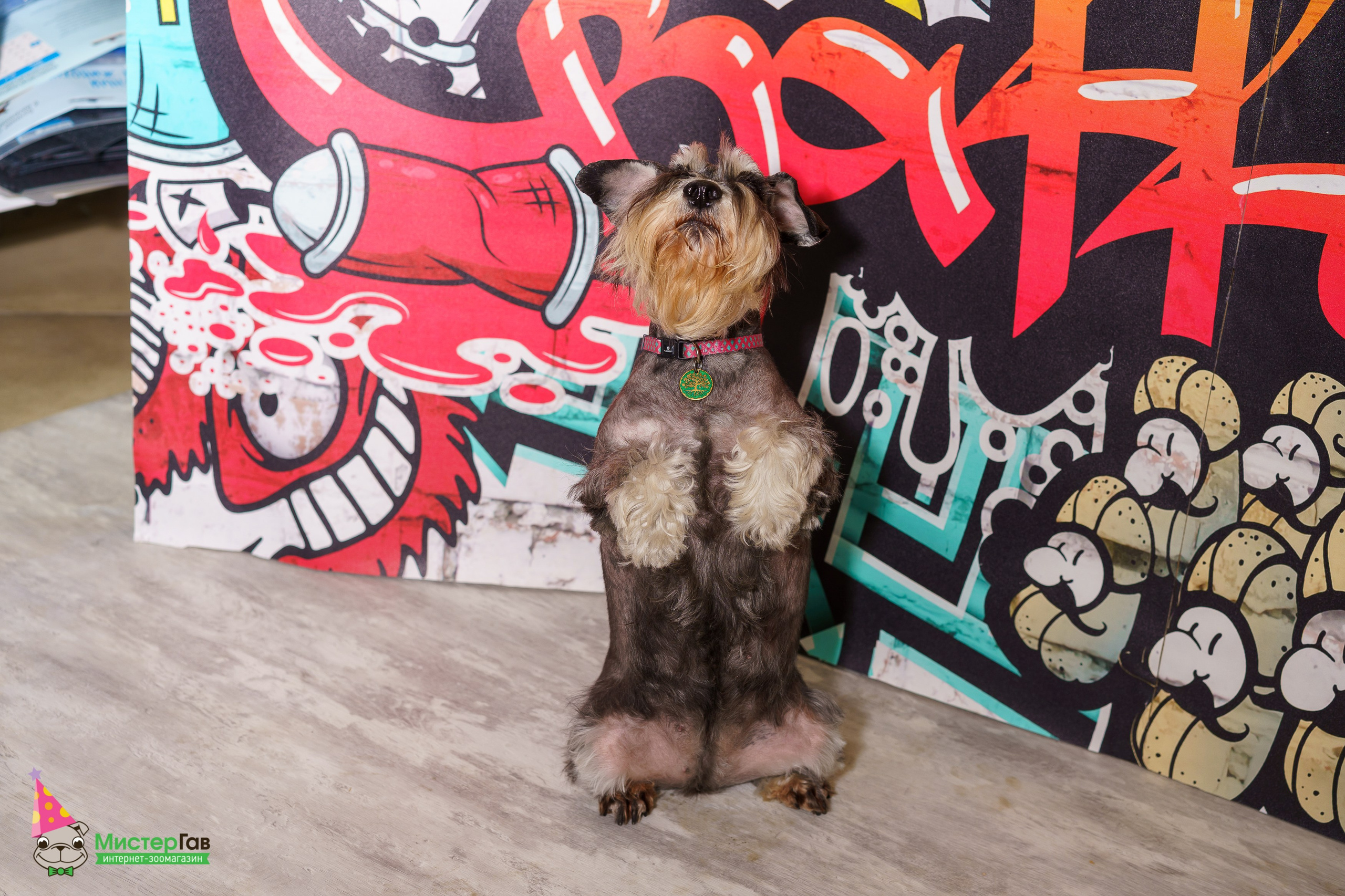 Мистер Гав -13 лет!. Фотограф Челябинск · Ольга Серебрякова