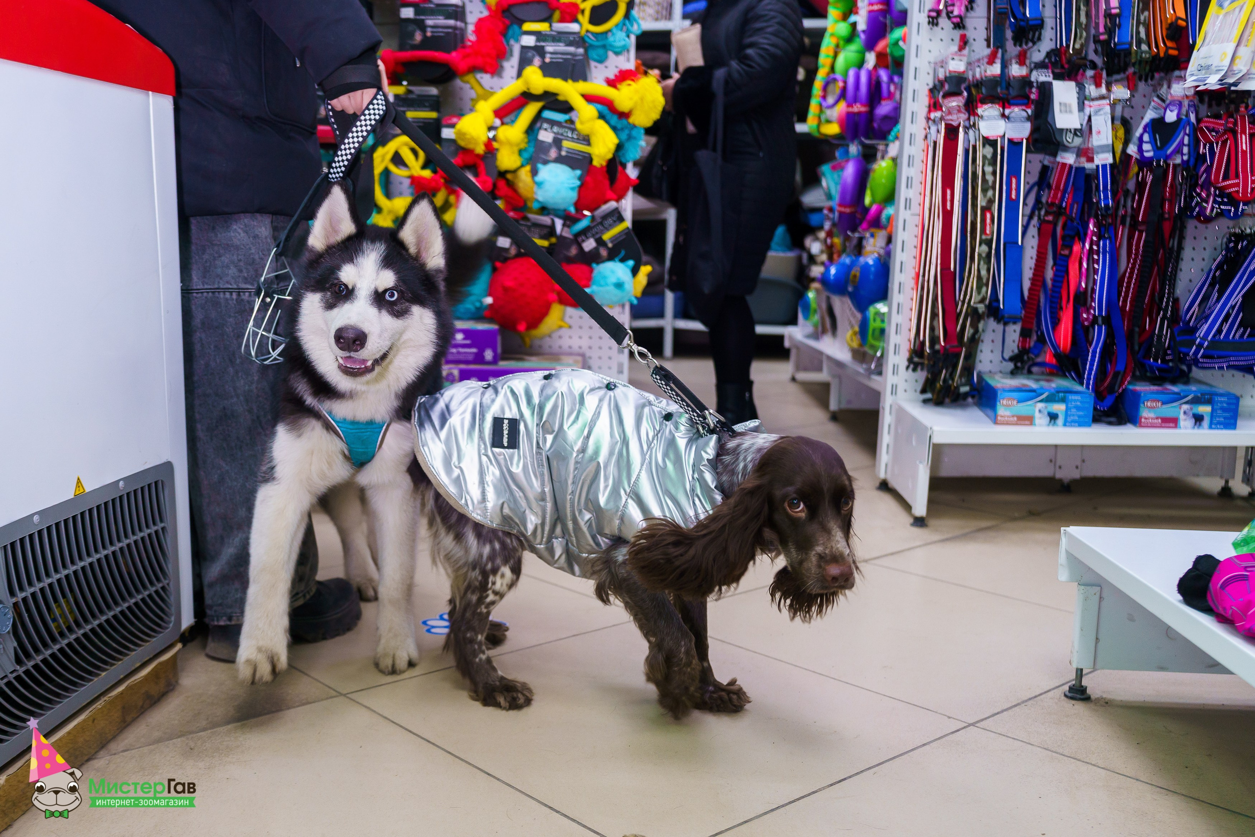 Мистер Гав -13 лет!. Фотограф Челябинск · Ольга Серебрякова