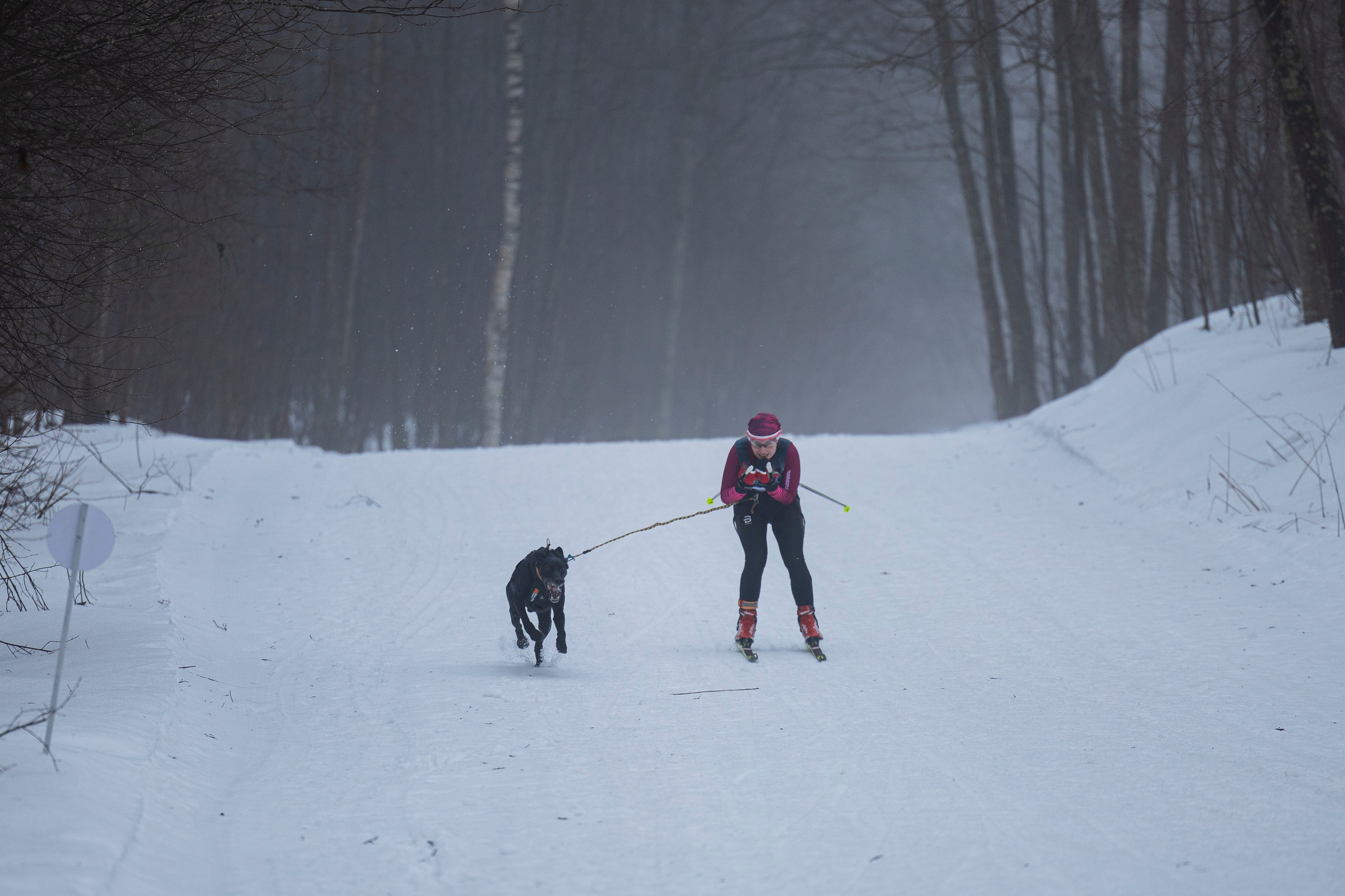 Зимний Чемпионат Санкт-Петербурга по ездовому спорту. Фотограф-анималист Анна Маринич