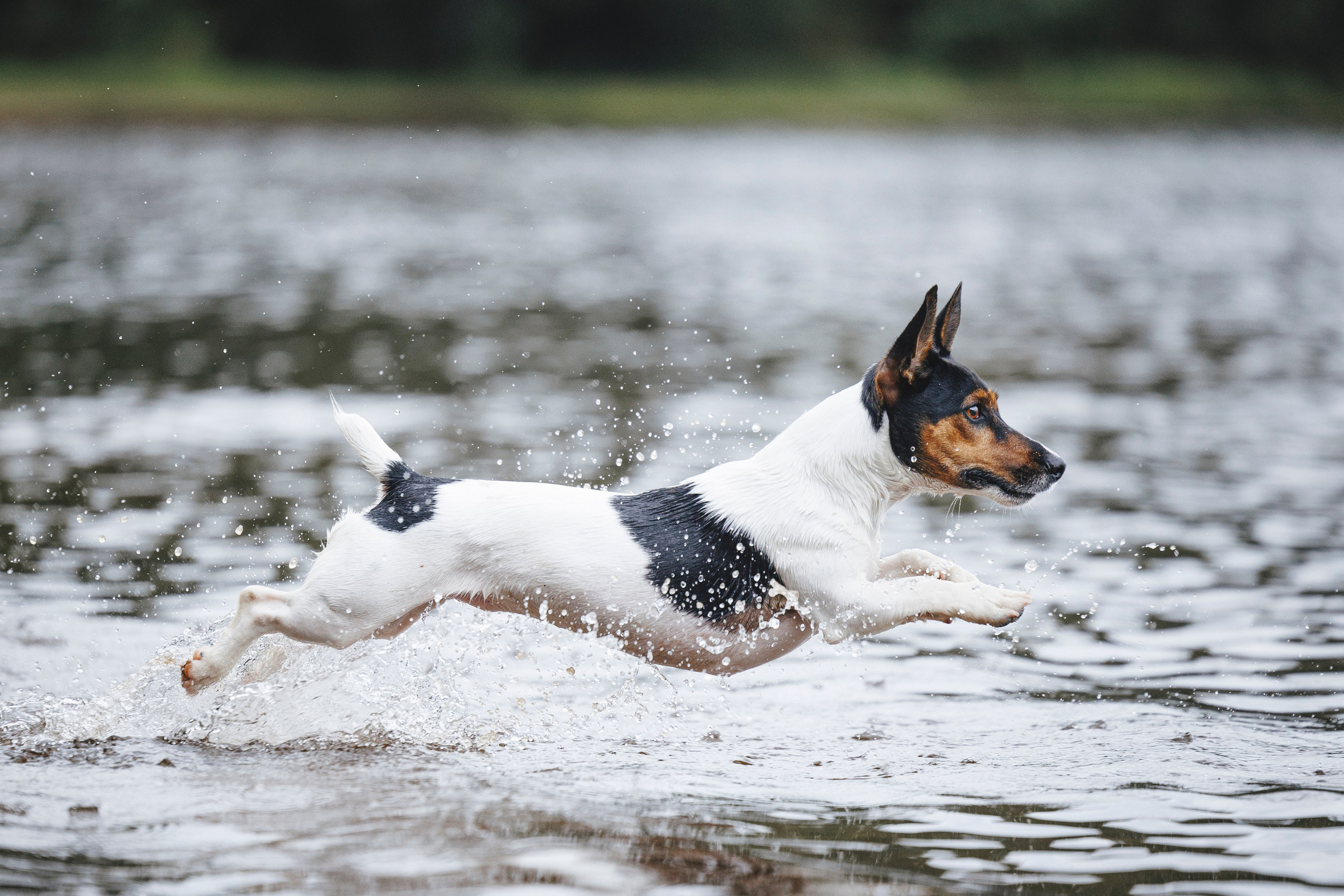 Ания и Ярик. Фотограф-анималист Анна Маринич