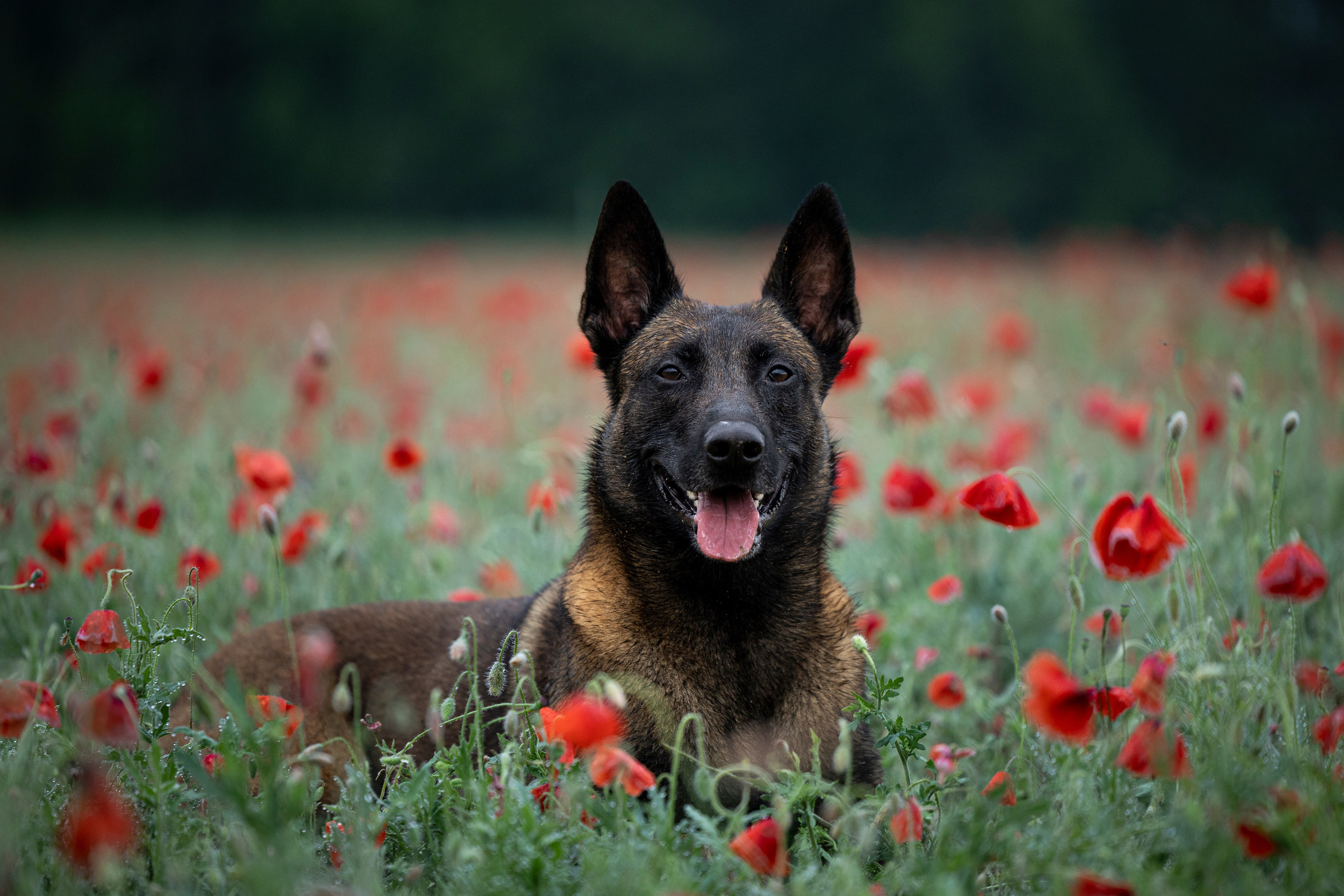 Маковое поле. Фотограф-анималист Анна Маринич