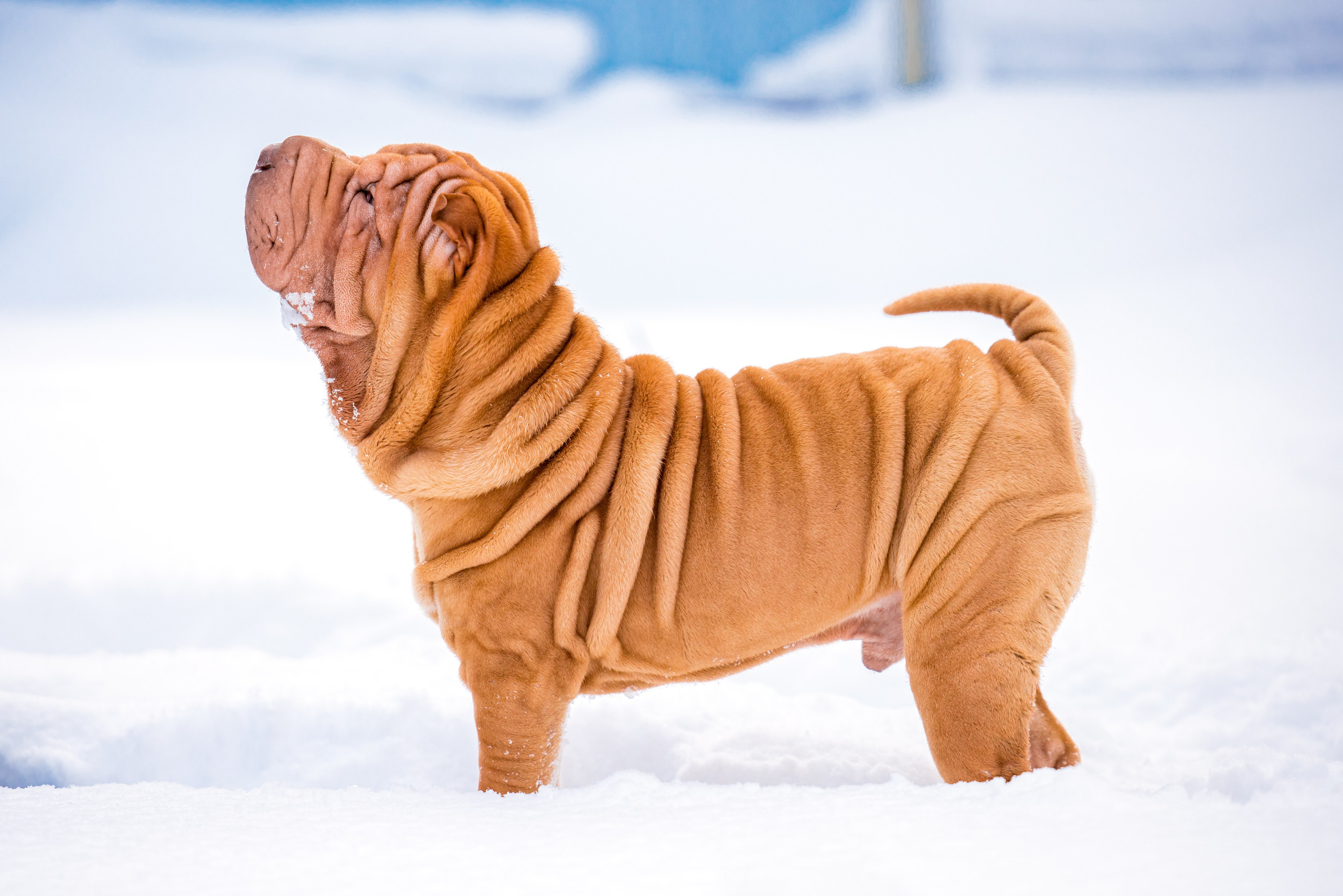 В гостях у шарпеев 16.01.2024. Фотограф-анималист Юлия Германика