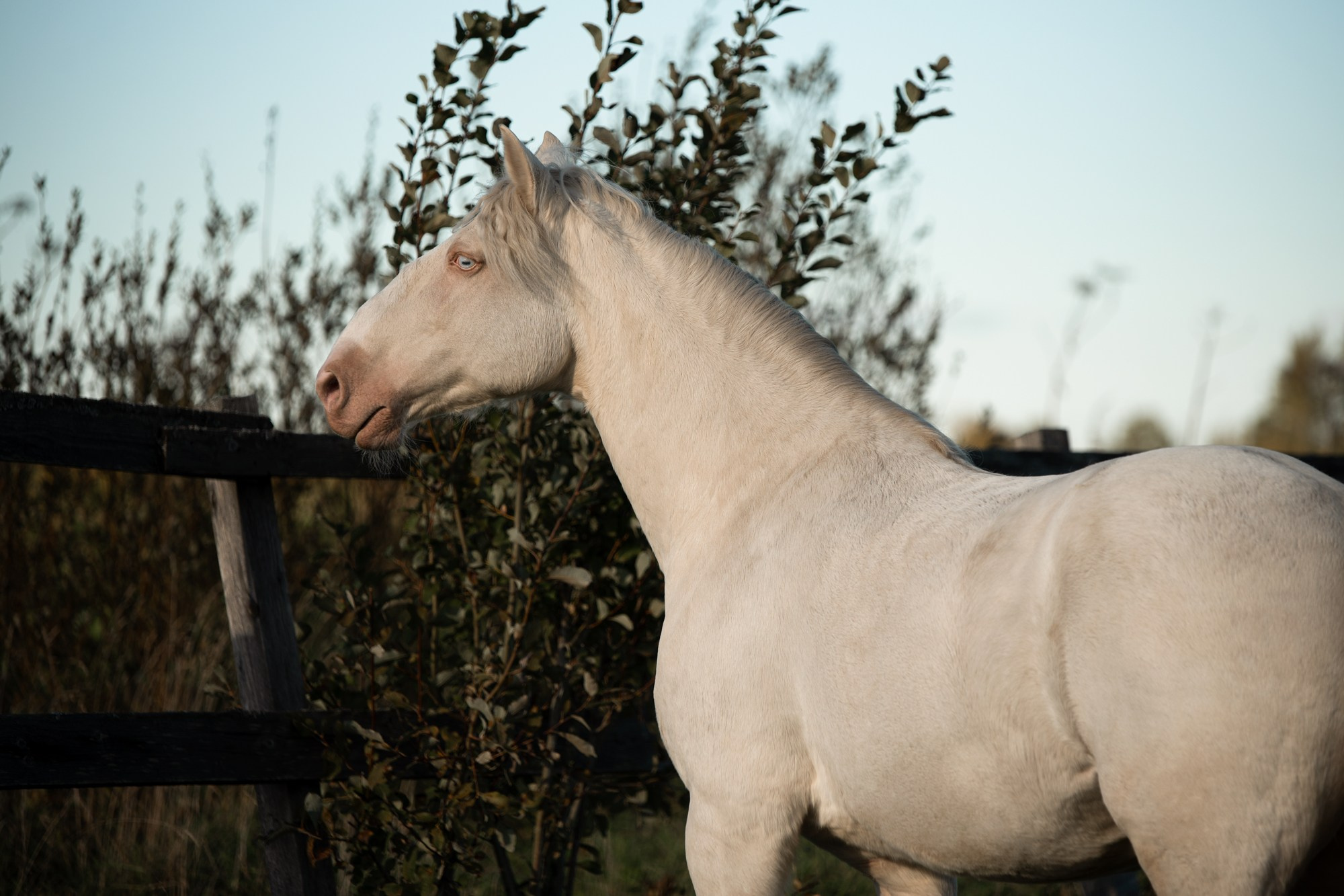 Портрет лошади, лошадь, конь, фото лошади, фотография лошади, конный фотограф, съемка лошадей, фотограф лошадей, конная фотография, конный фотограф, конный фотограф в спб, профессиональный фотограф спб, фотограф спб, ахалтекинец, рысак, спортивная лошадь, конный клуб, фотосессия с лошадьми, тракененская лошадь, тяжеловоз, лошадь, хвост коня, конский волос, хвост лошади, красивое фото лошадей, лузитано, Манолито, лузитанская лошадь, альбино