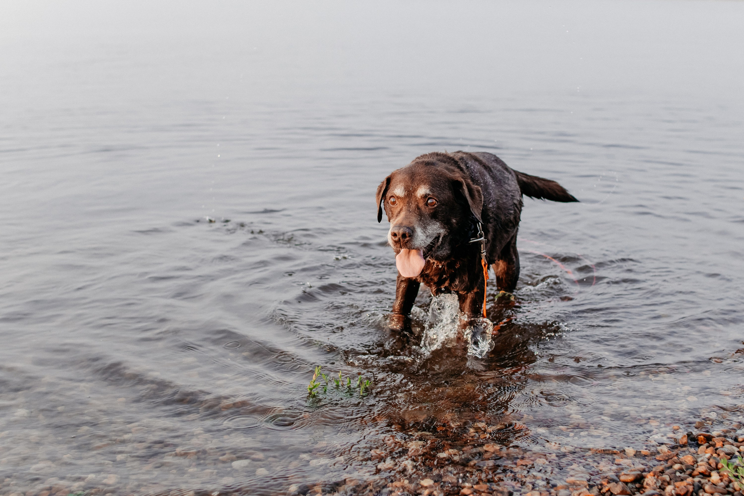 Юля и Свити. Фотограф Наталья Потапова