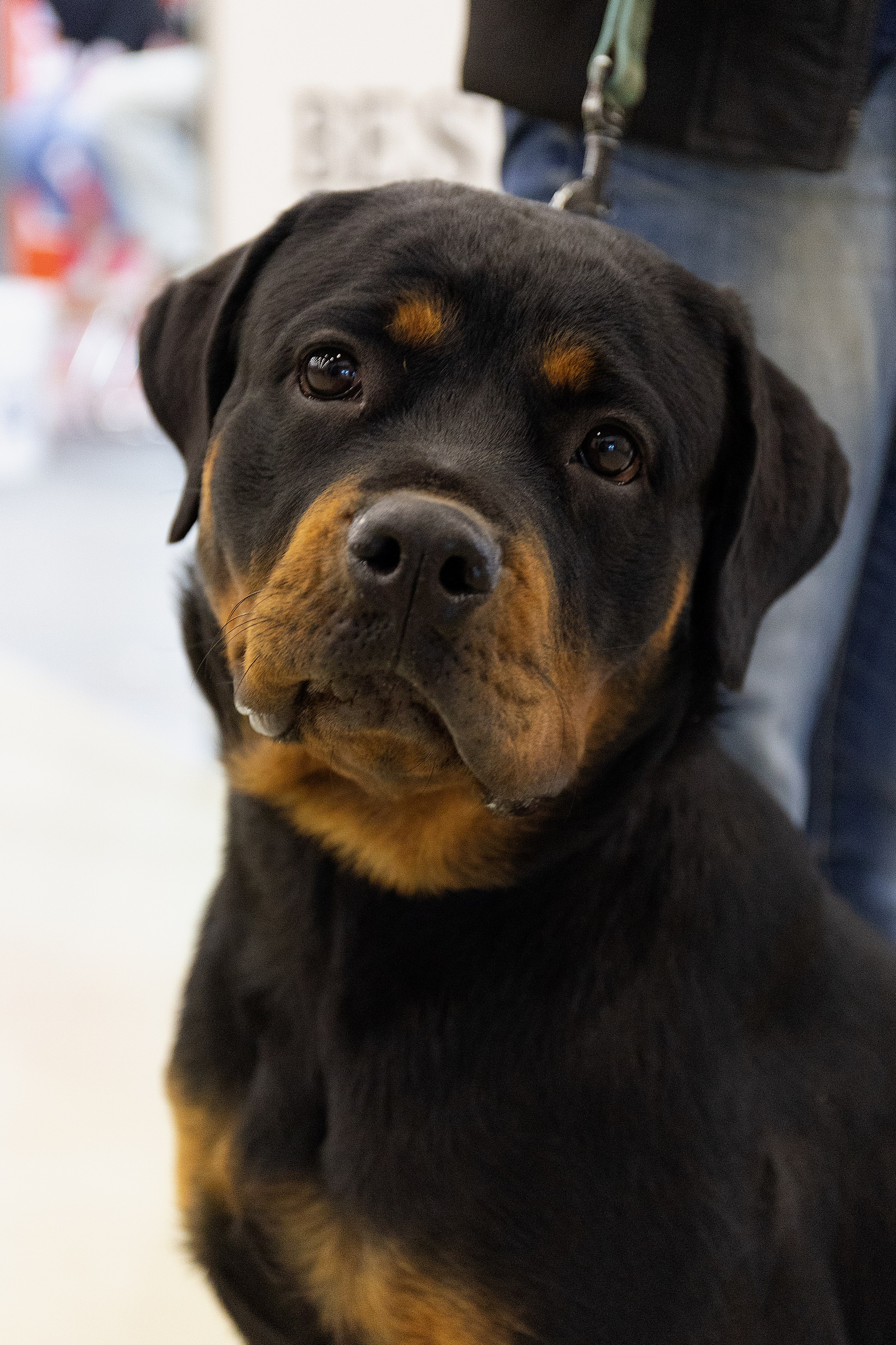 Анималистика