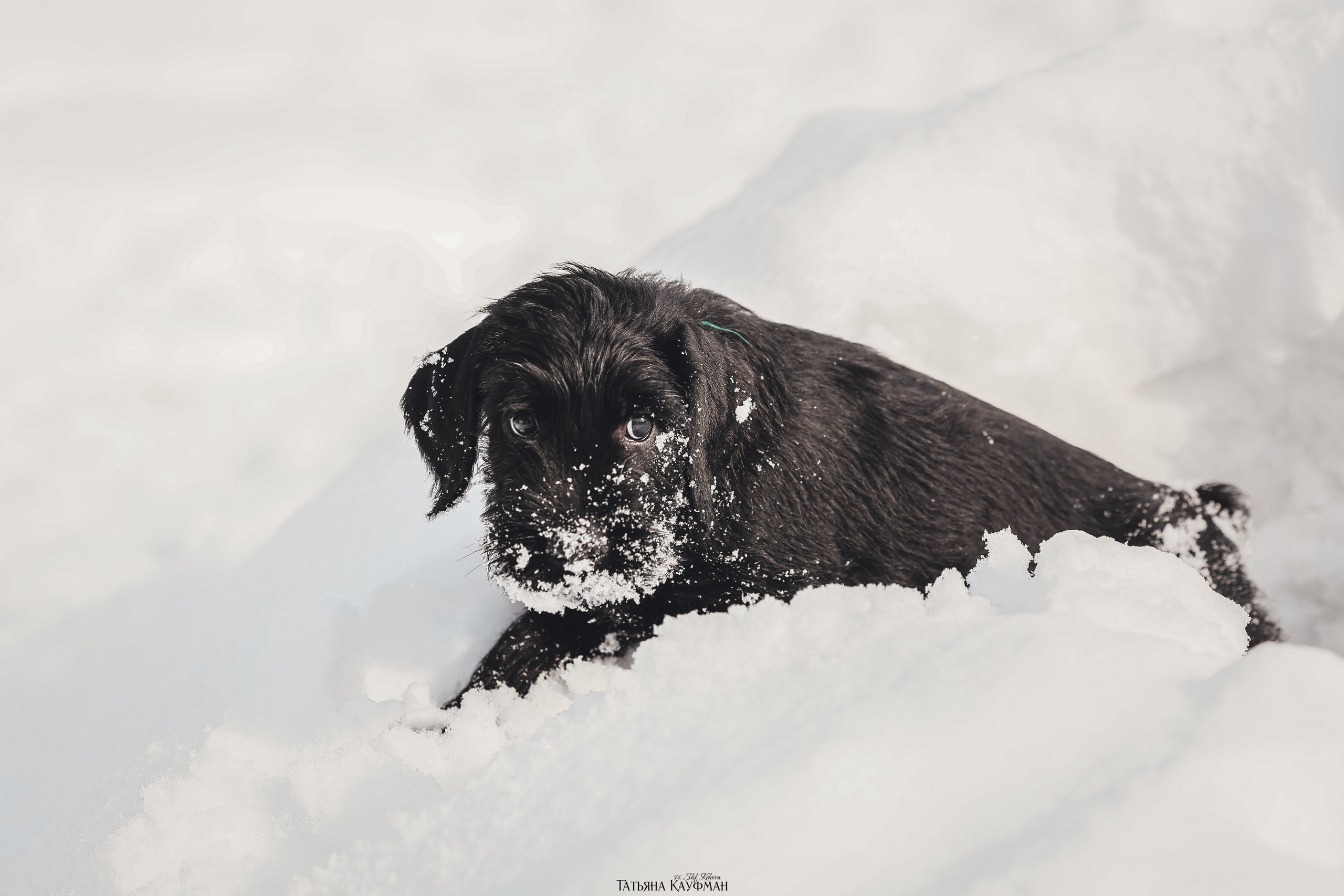 Ризеншнауцер, щенки ризеншнауцера, купить ризеншнауцера, купить щенка, ризеншнауцер Новосибирск, фотосъемка щенков, фотосессия собак, заказать фотосессию, фотографии щенков, сфотографировать щенка, фотограф Анималист, фотограф собак Новосибирск, фотограф анималист Новосибирск