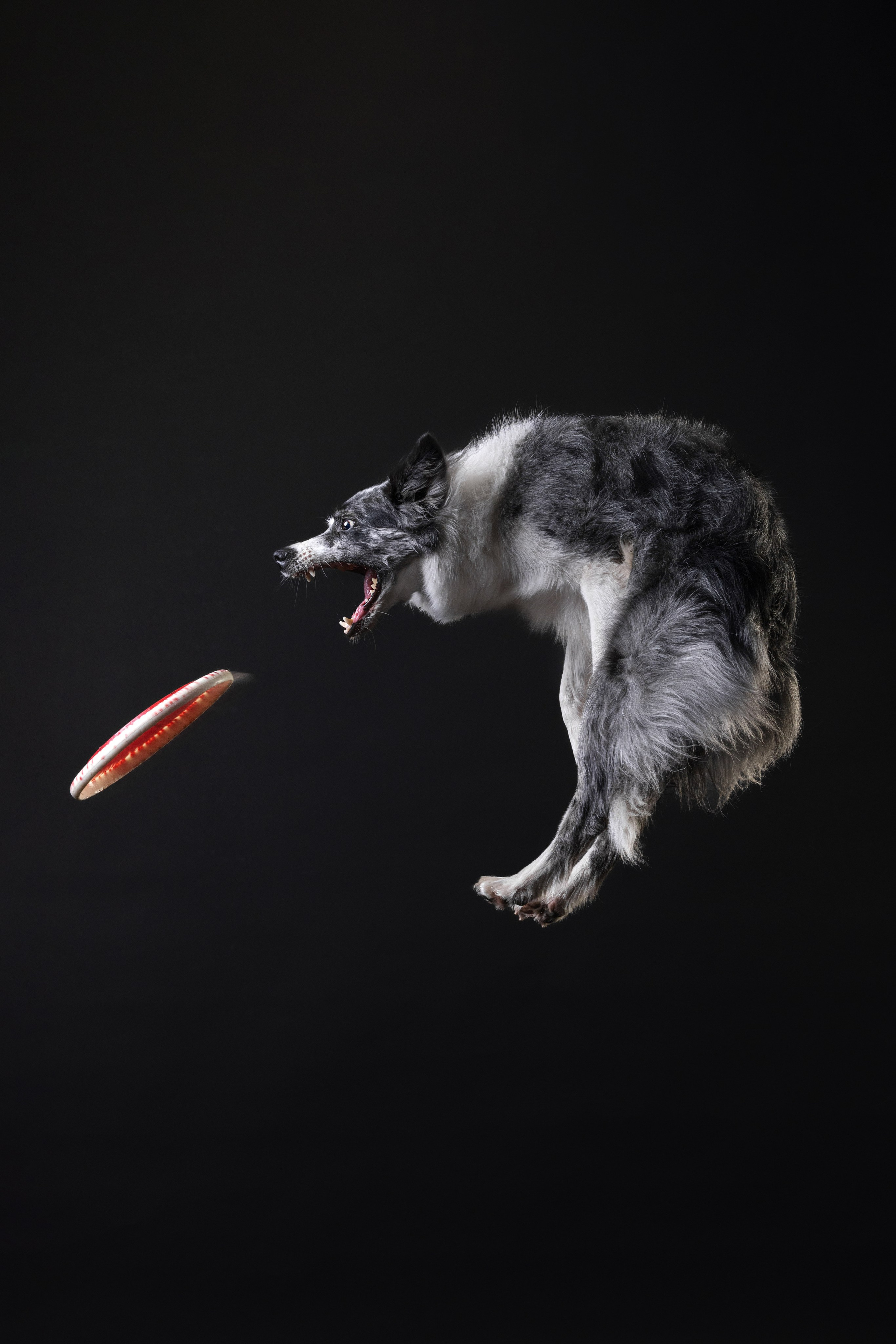 Бордер колли. Фотограф анималист Осипчикова Мария