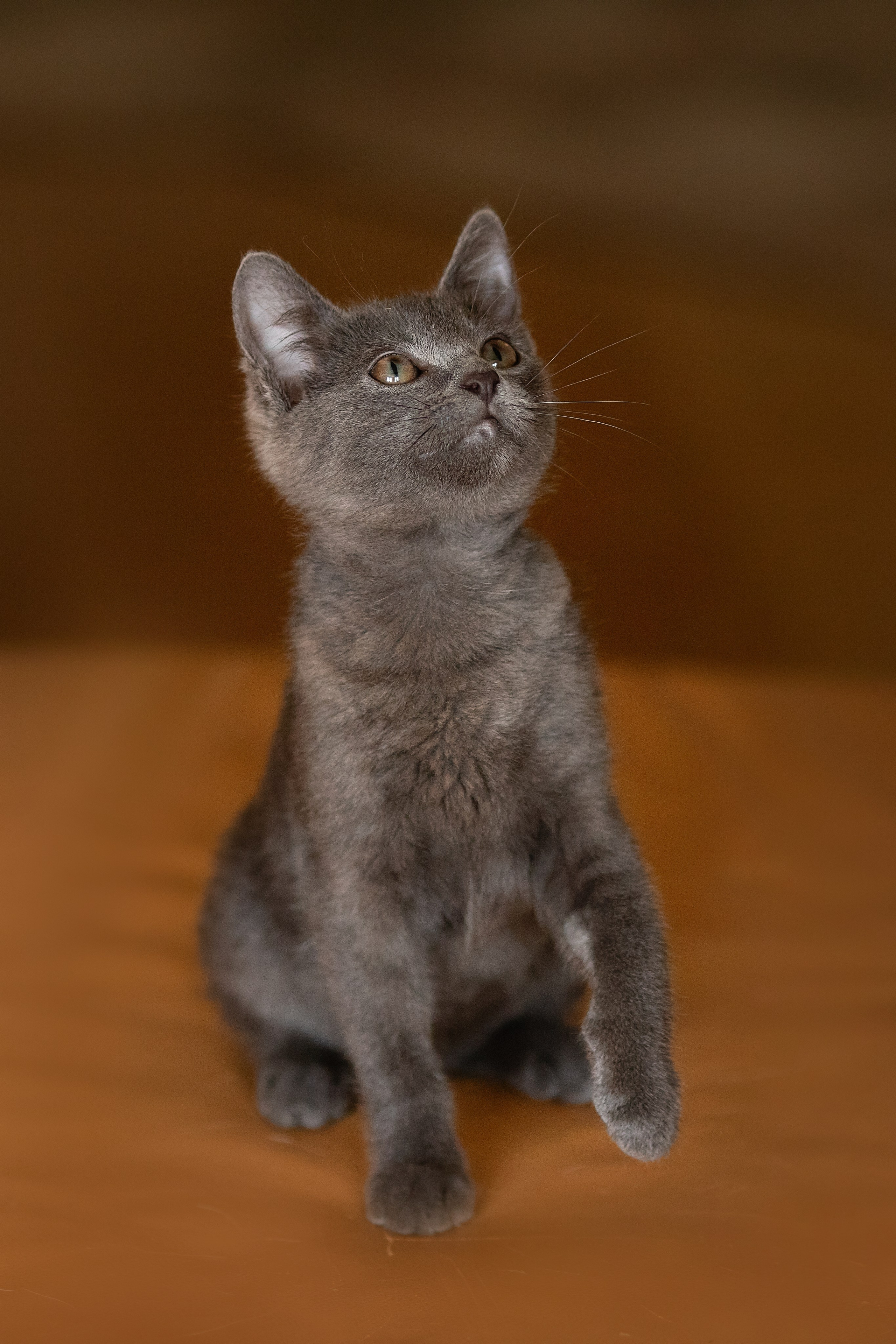 Котята в добрые руки. Арт фотограф в Минске Анастасия Корбут