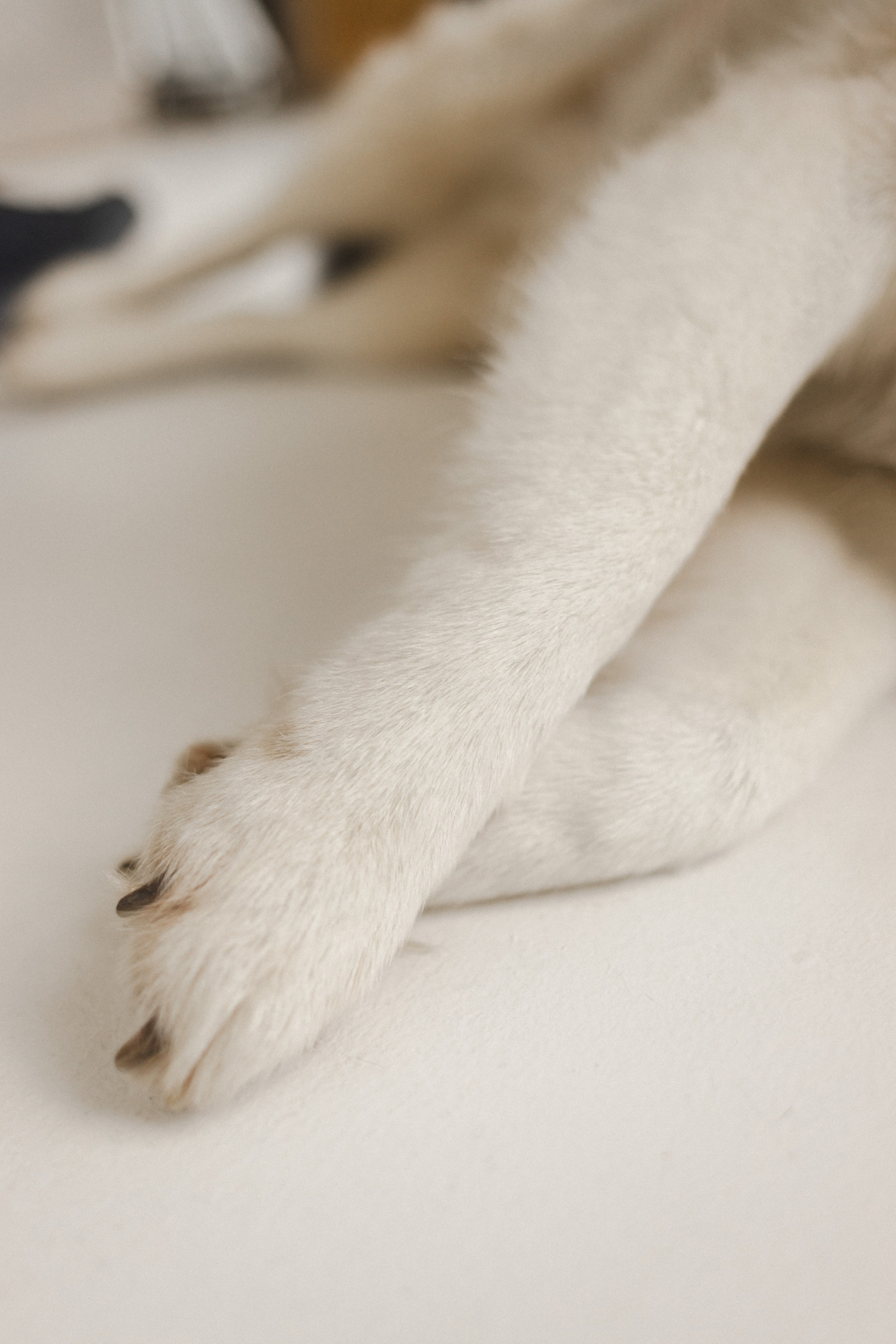 История одной семьи. Семейный фотограф в Москве