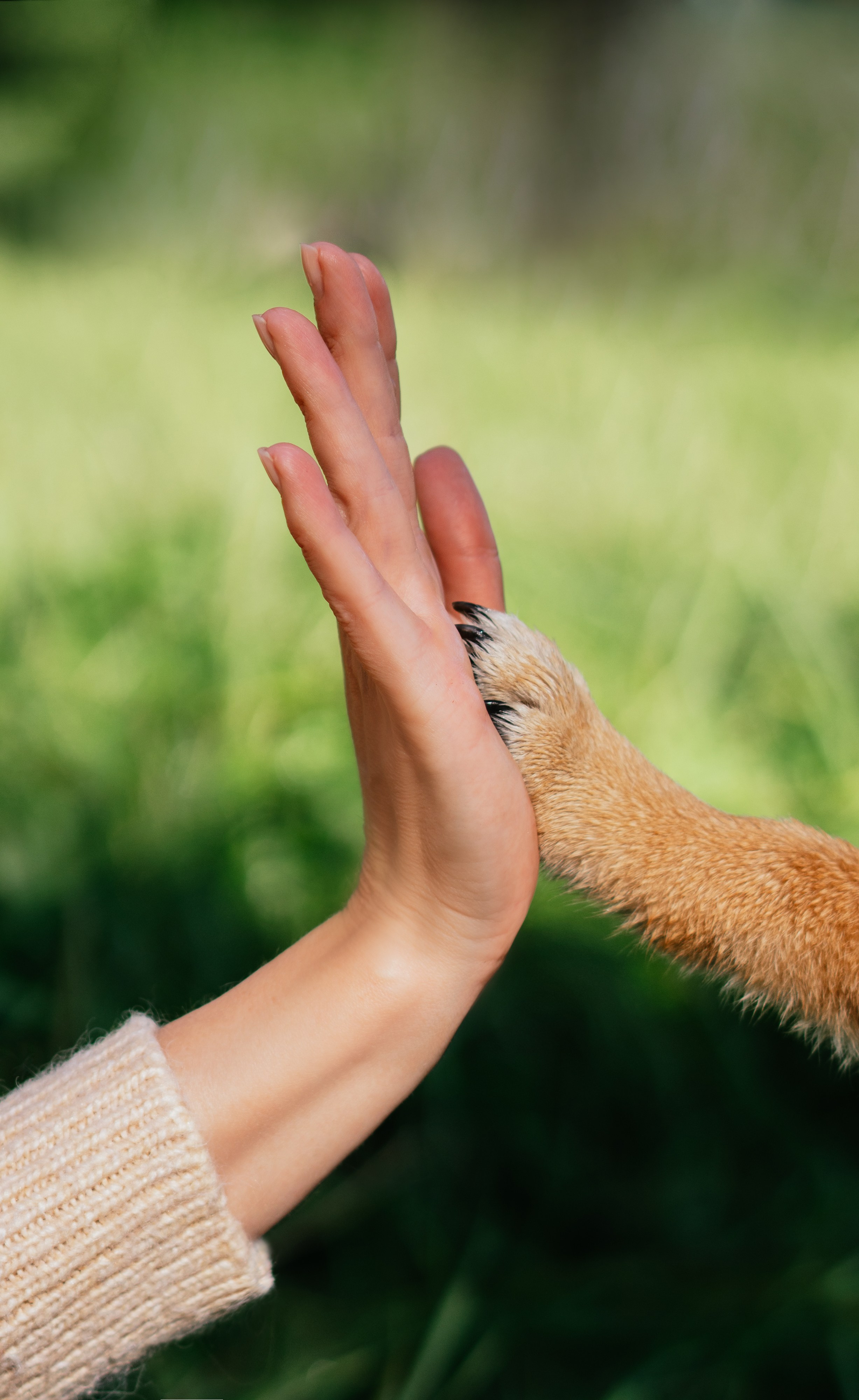 Любимые питомцы. Живые снимки! Фотограф Даша Бендер