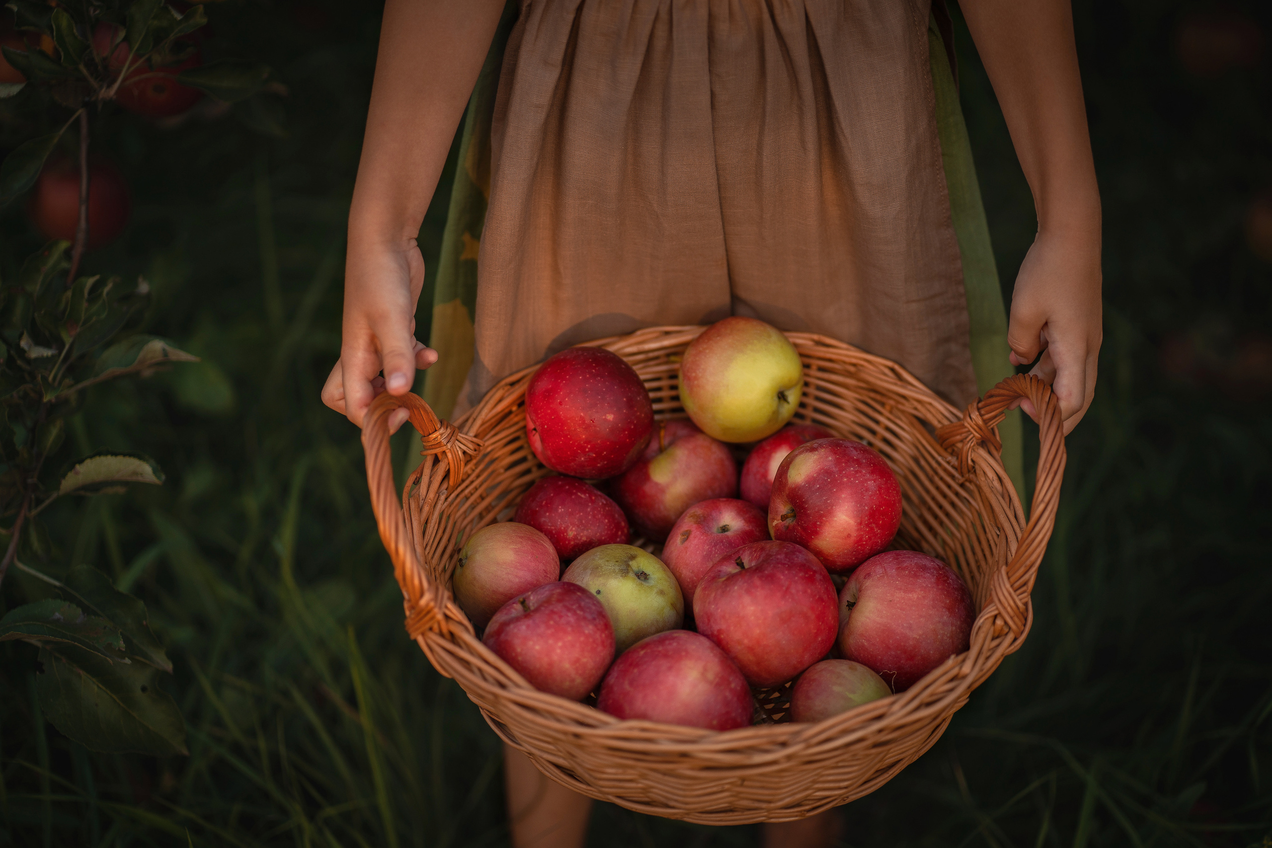 Яблочное изобилие. Семейный и детский фотограф Мария Лютикова